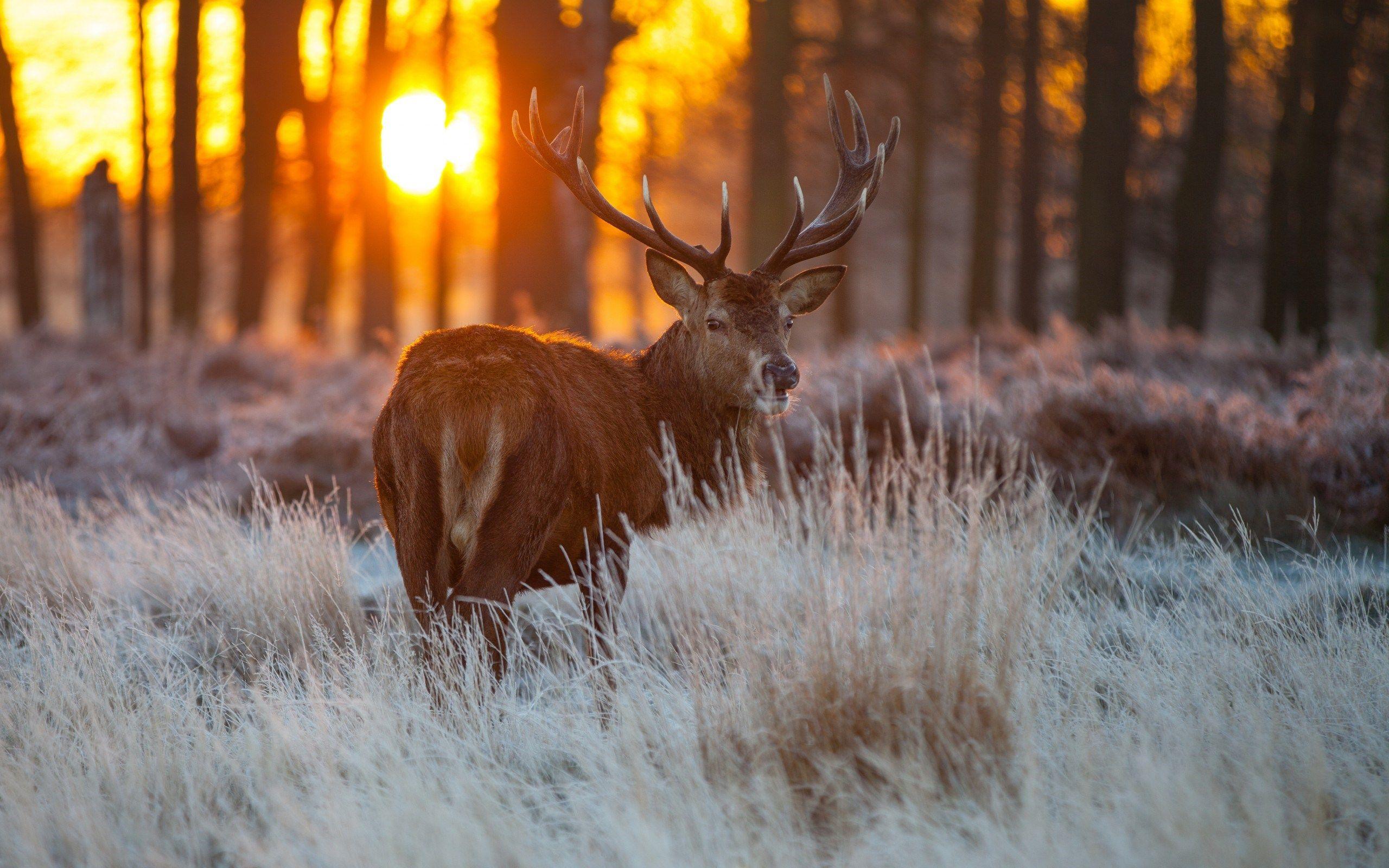 2560x1600 deer forest wallpaper Desktop Wallpaperk HD