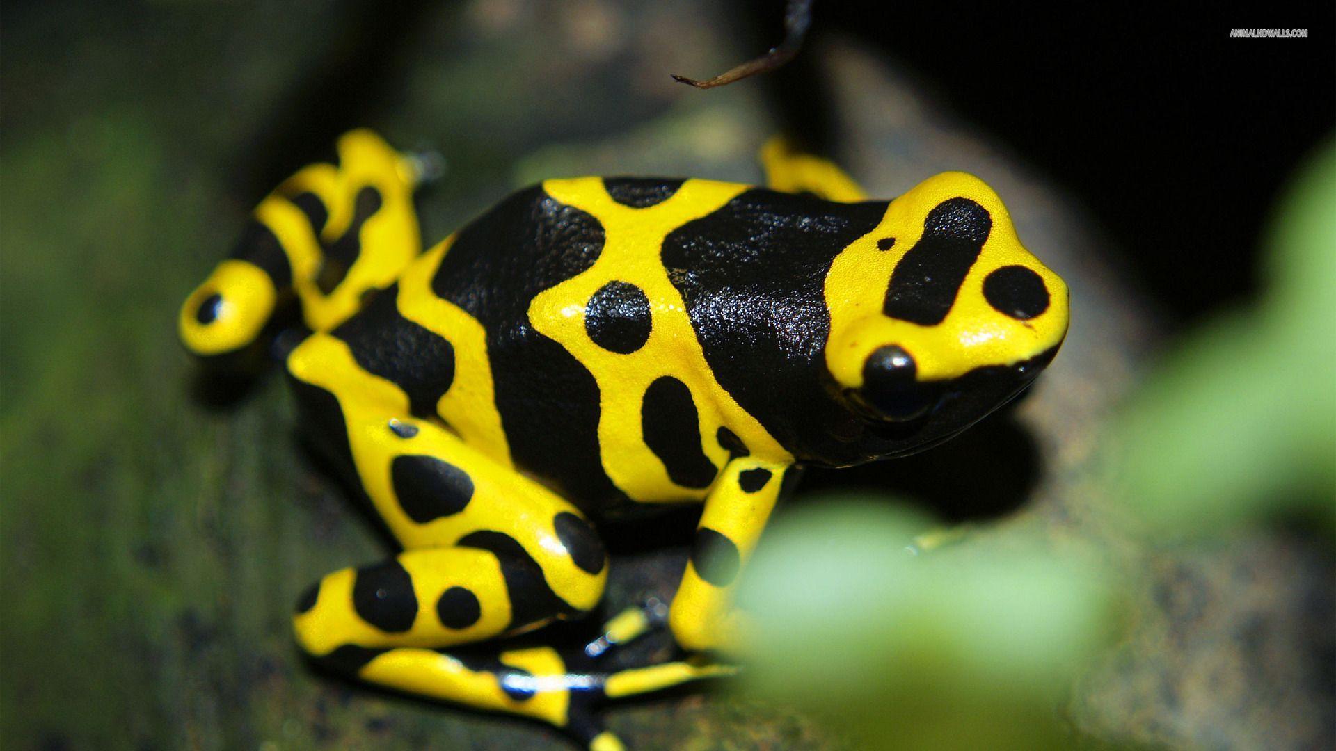 1920x1080 Poison dart frog HD Wallpaper. Poison dart frogs, Frog, Poisonous animals