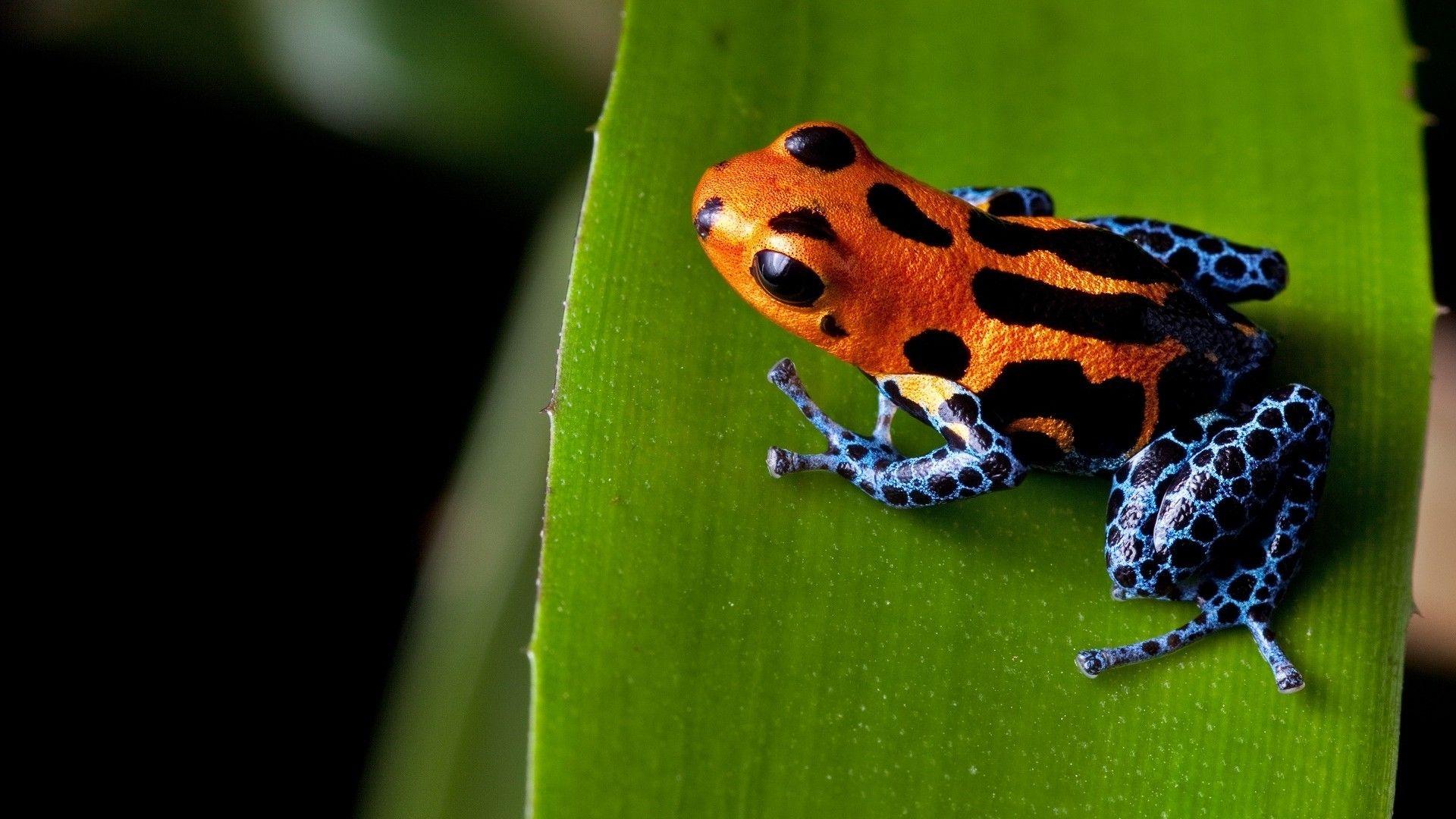 1920x1080 Download 1920x1080 Poison Dart Frog, Orange, Leaf, Top View Wallpaper for Widescreen