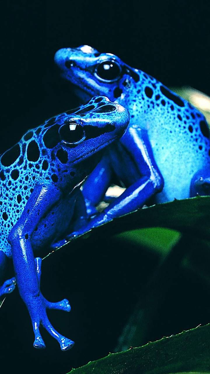720x1280 Poison dart frogs wallpaper