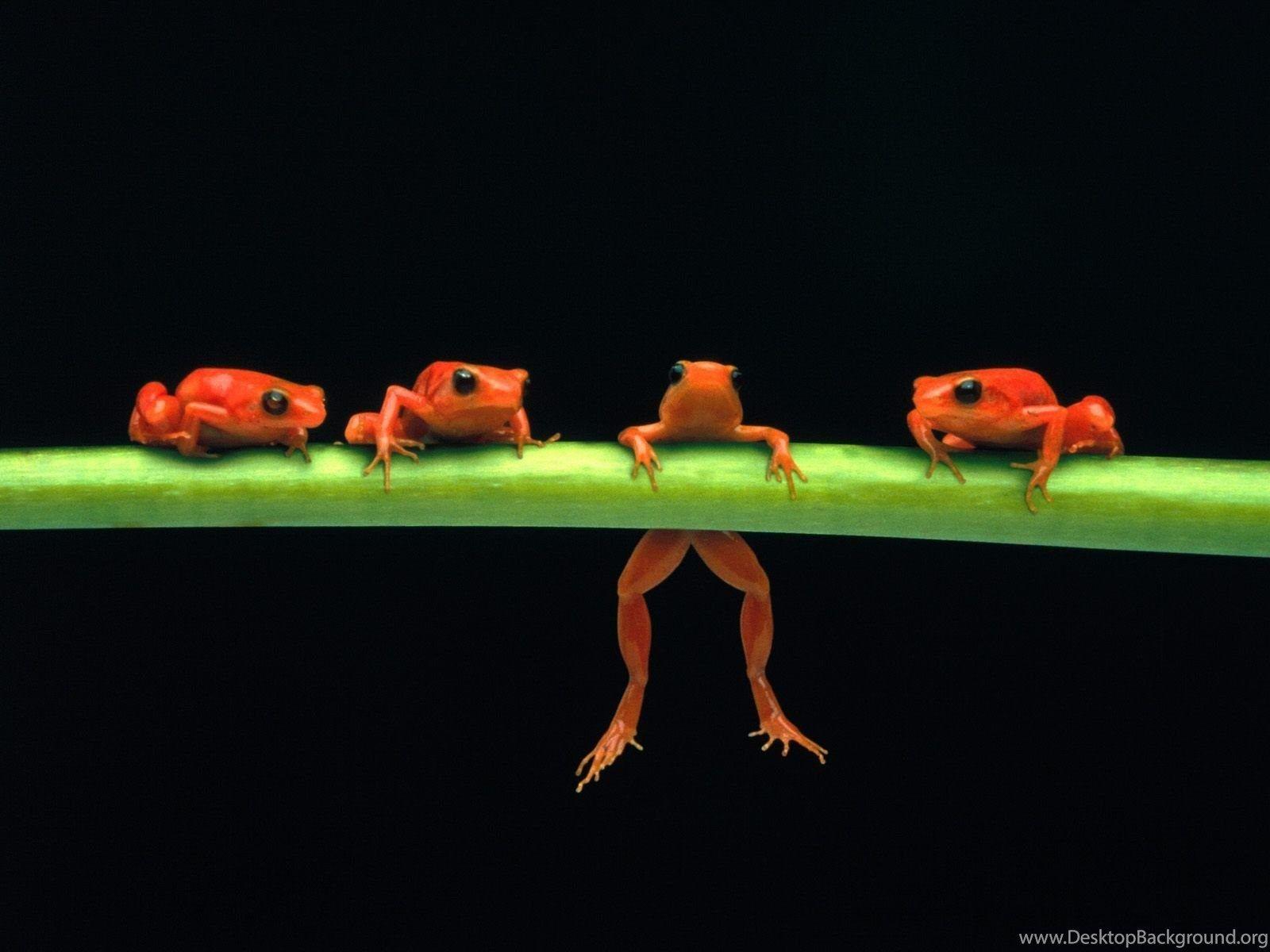 1600x1200 Poison Dart Frog HD Wallpaper Desktop Background