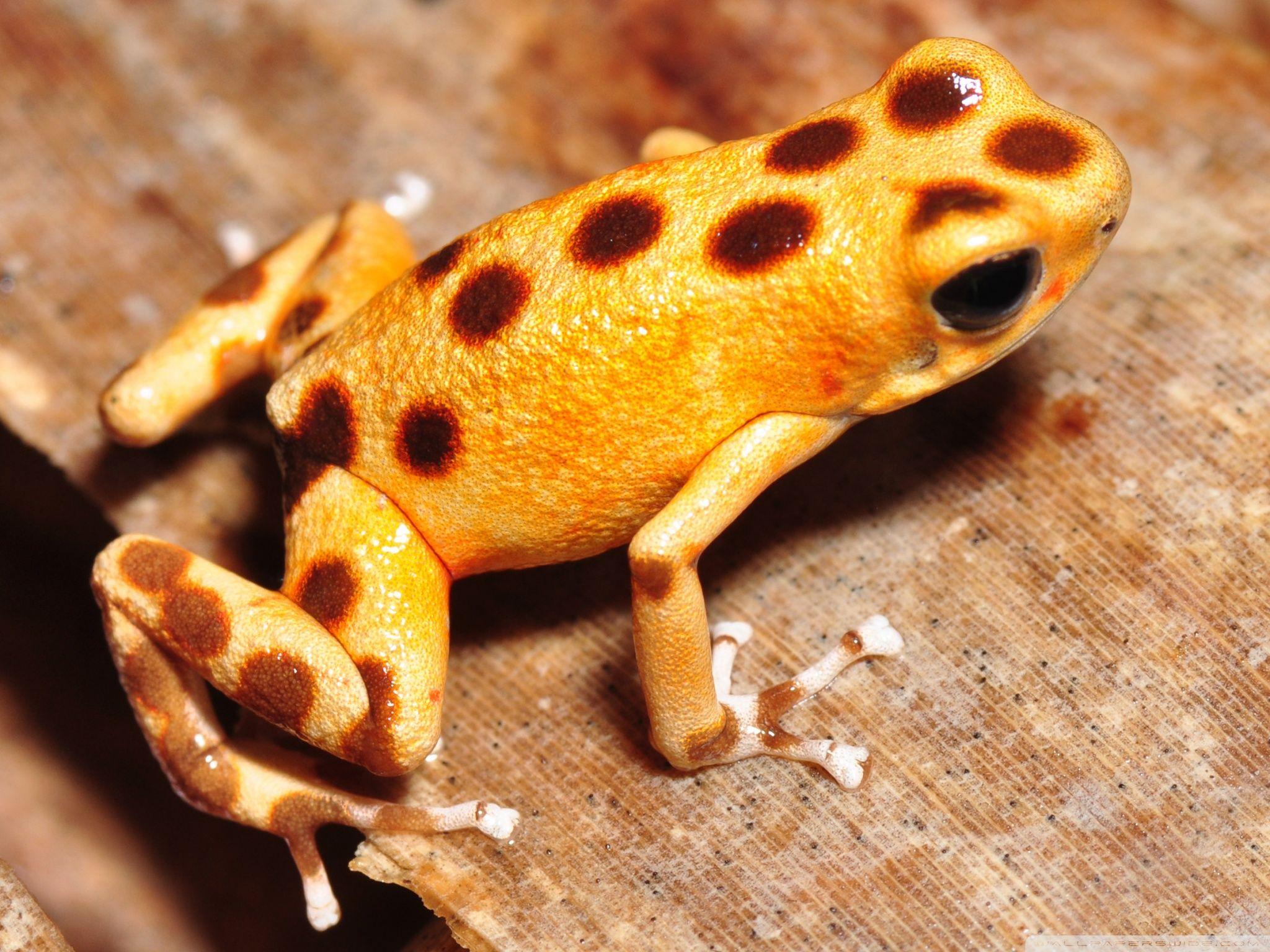 2048x1536 Strawberry Poison dart Frog (Oophaga pumilio or Dendrobates pumilio) Ultra HD Desktop Background Wallpaper for 4K UHD TV : Tablet