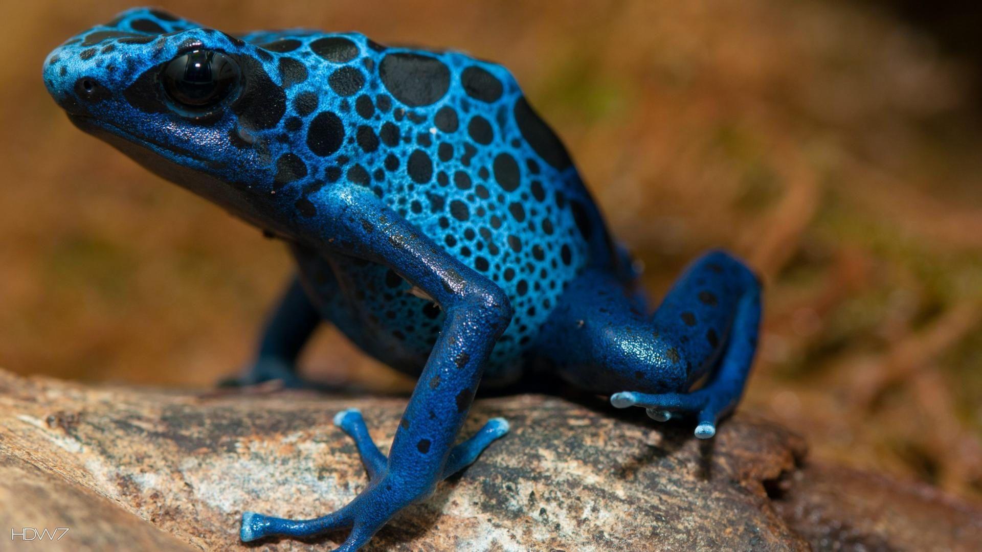 1920x1080 blue poison dart frog. HD wallpaper gallery