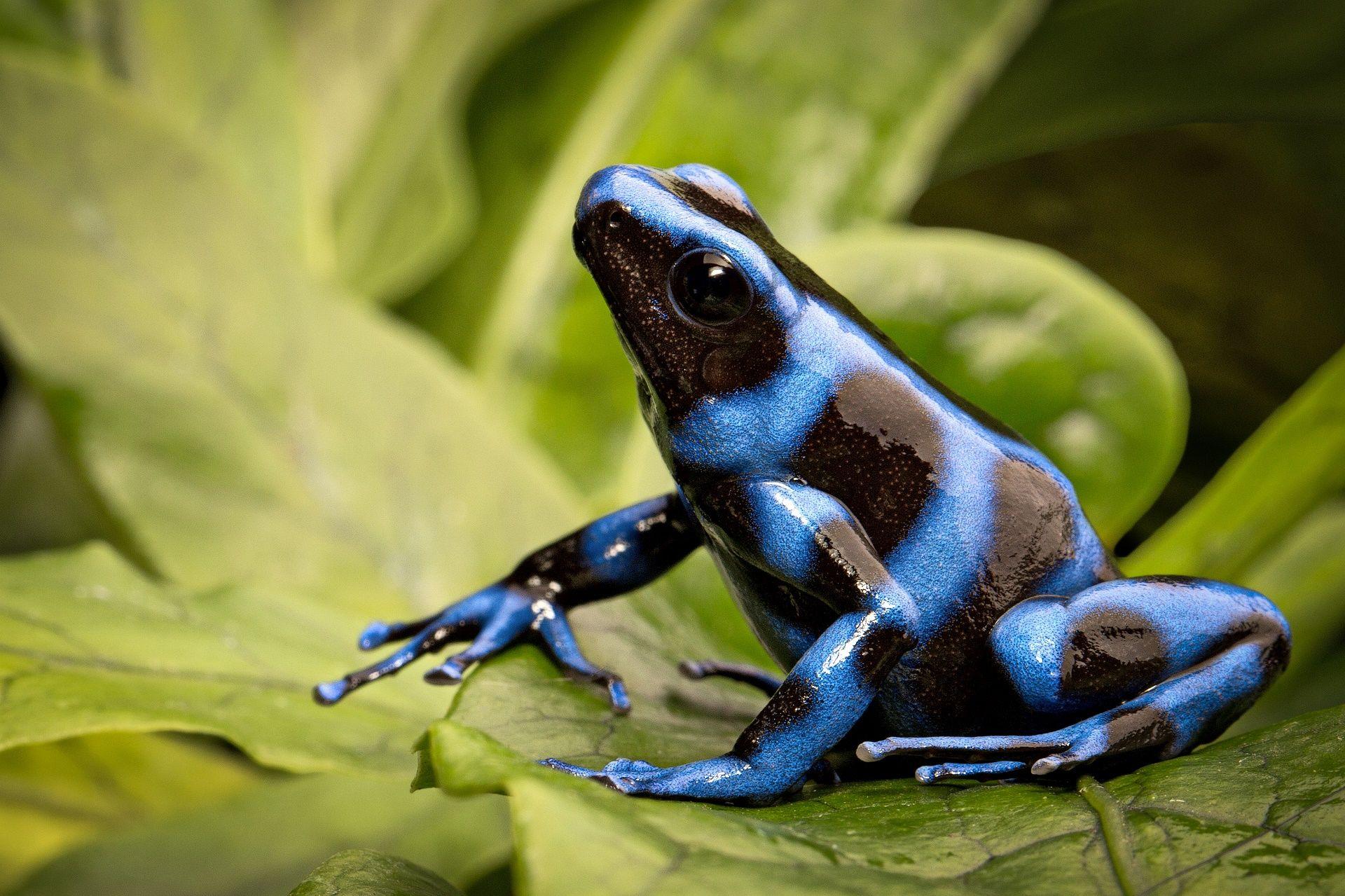 1920x1279 Animal Poison Dart Frog Wallpaper:1920x1279