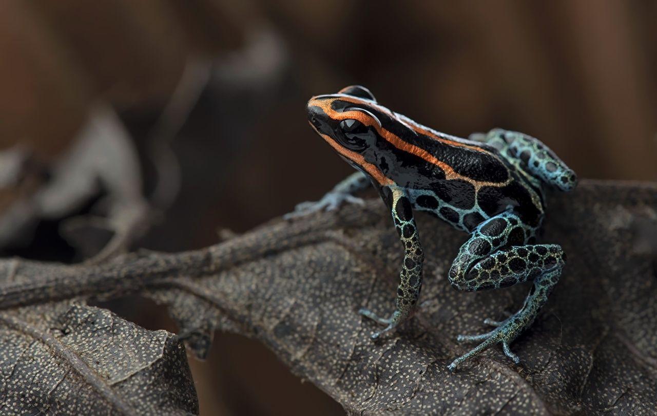 1280x810 Desktop Wallpaper Frogs Red Backed Poison Frog Animal Closeup