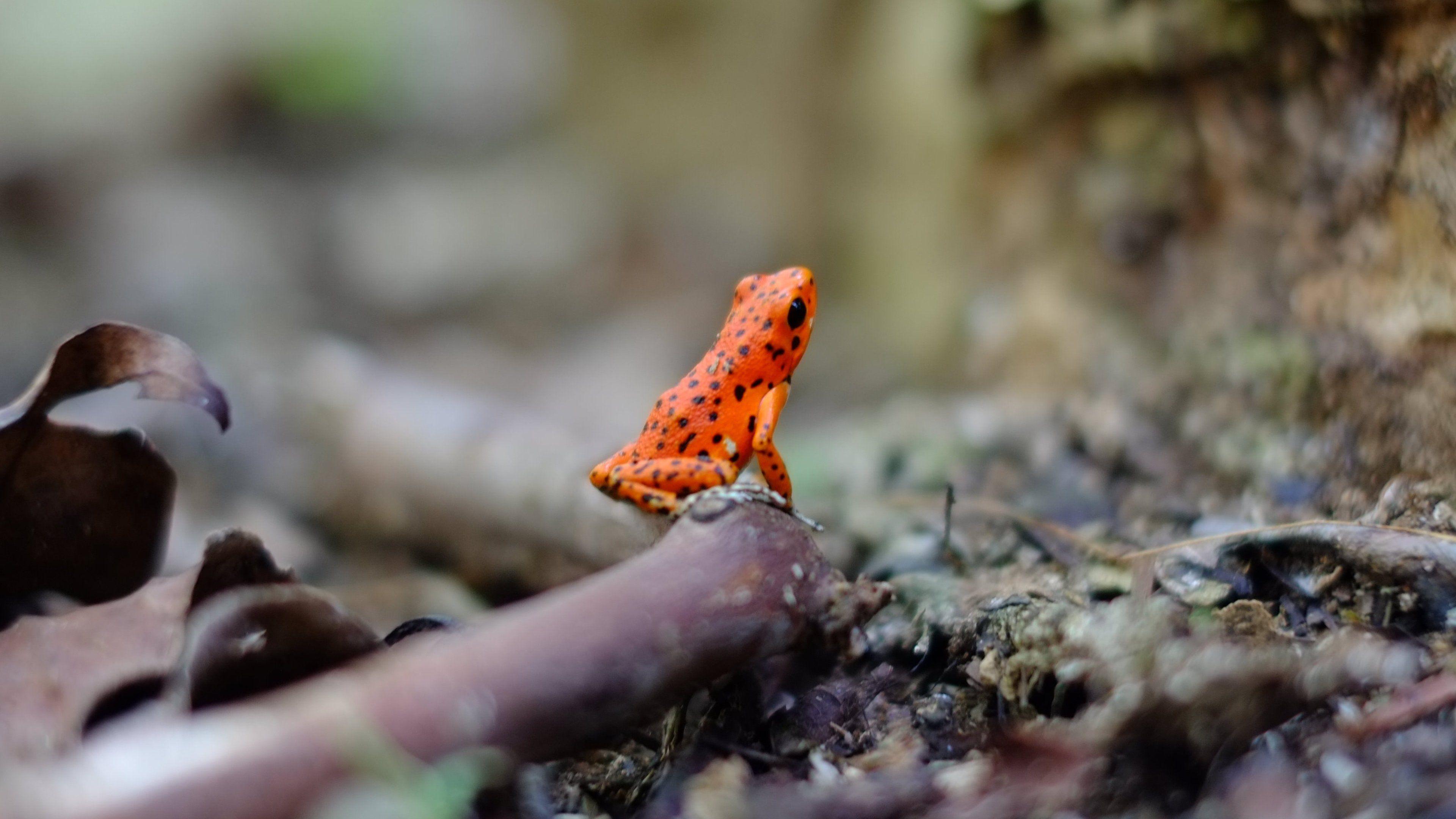 3840x2160 Orange Frog Wallpaper, Android & Desktop Background