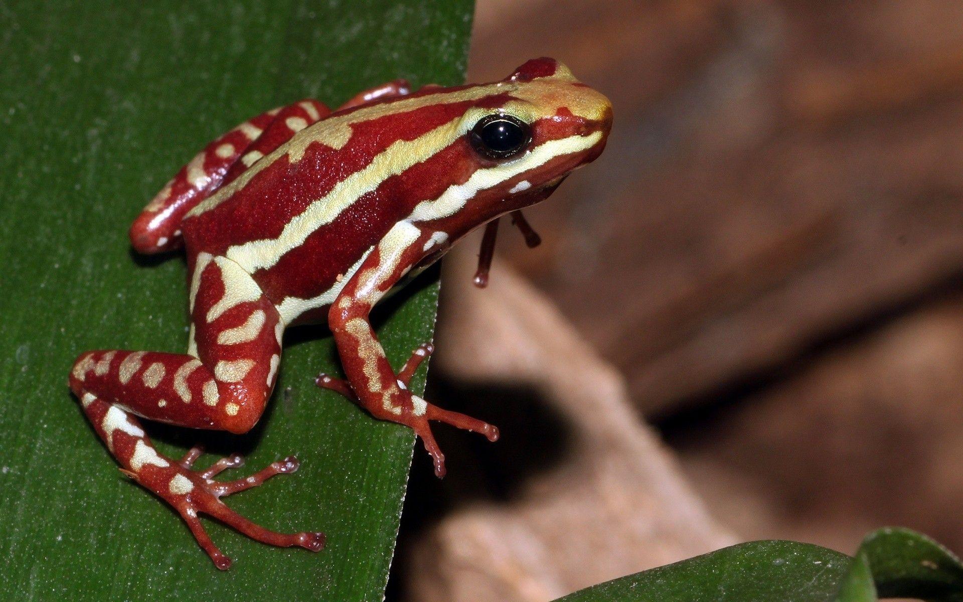 1920x1200 animals frogs amphibians poison dart frogs 1920x1200 wallpaper High Quality Wallpaper, High Definition Wallpaper
