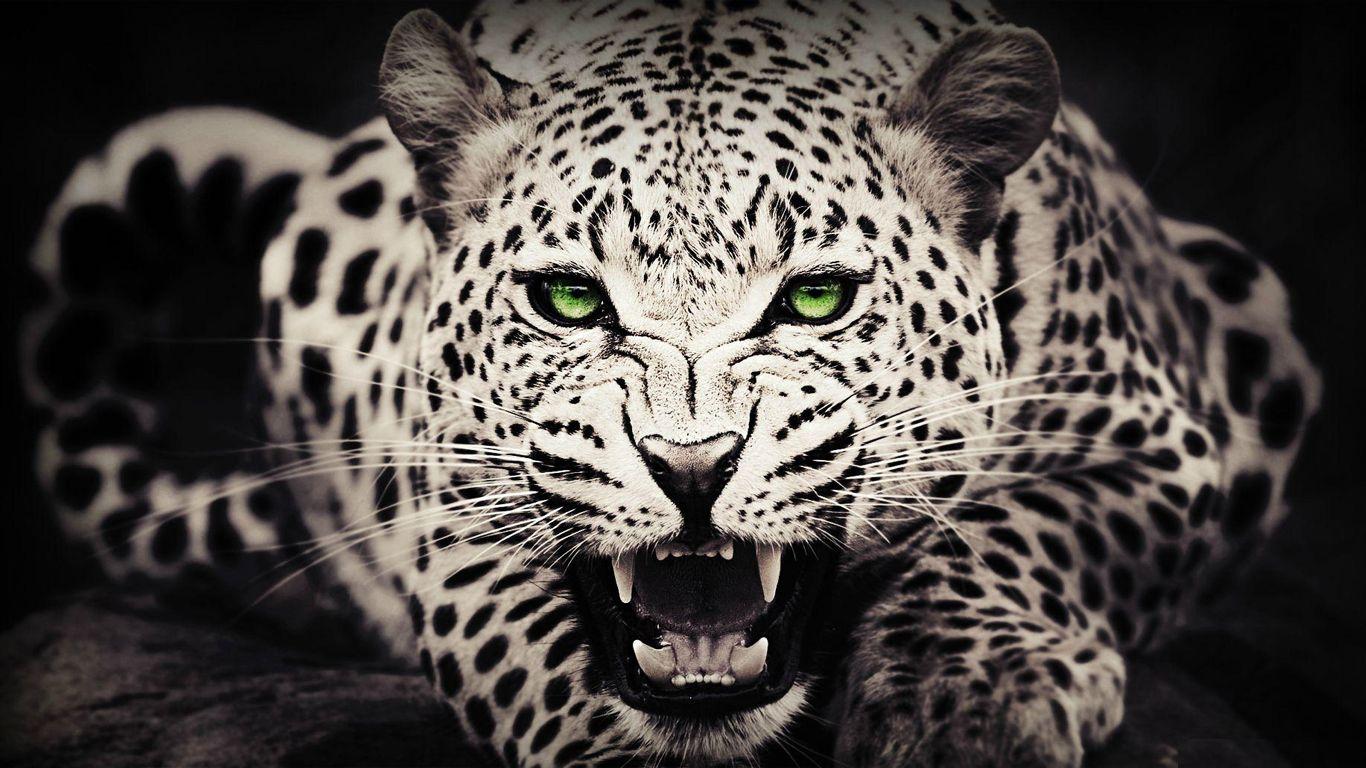 62100 Animal HD Wallpapers and Backgrounds