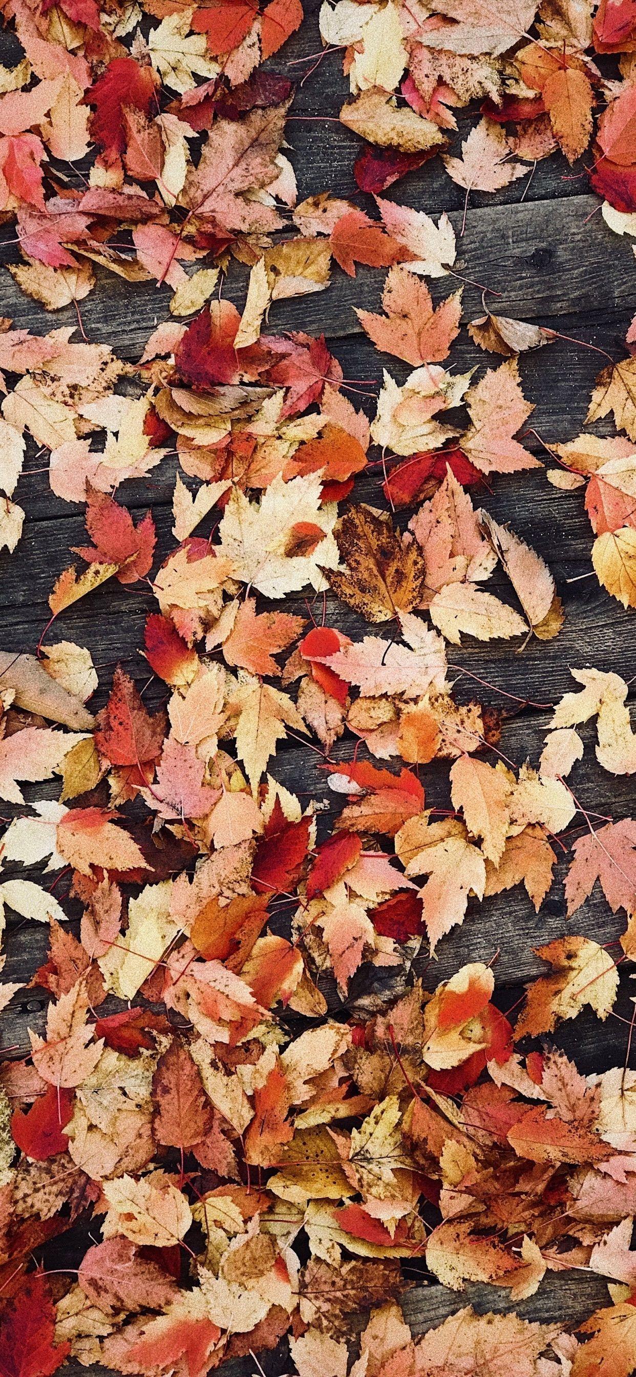 1242x2688 Fall 2019 Wallpaper