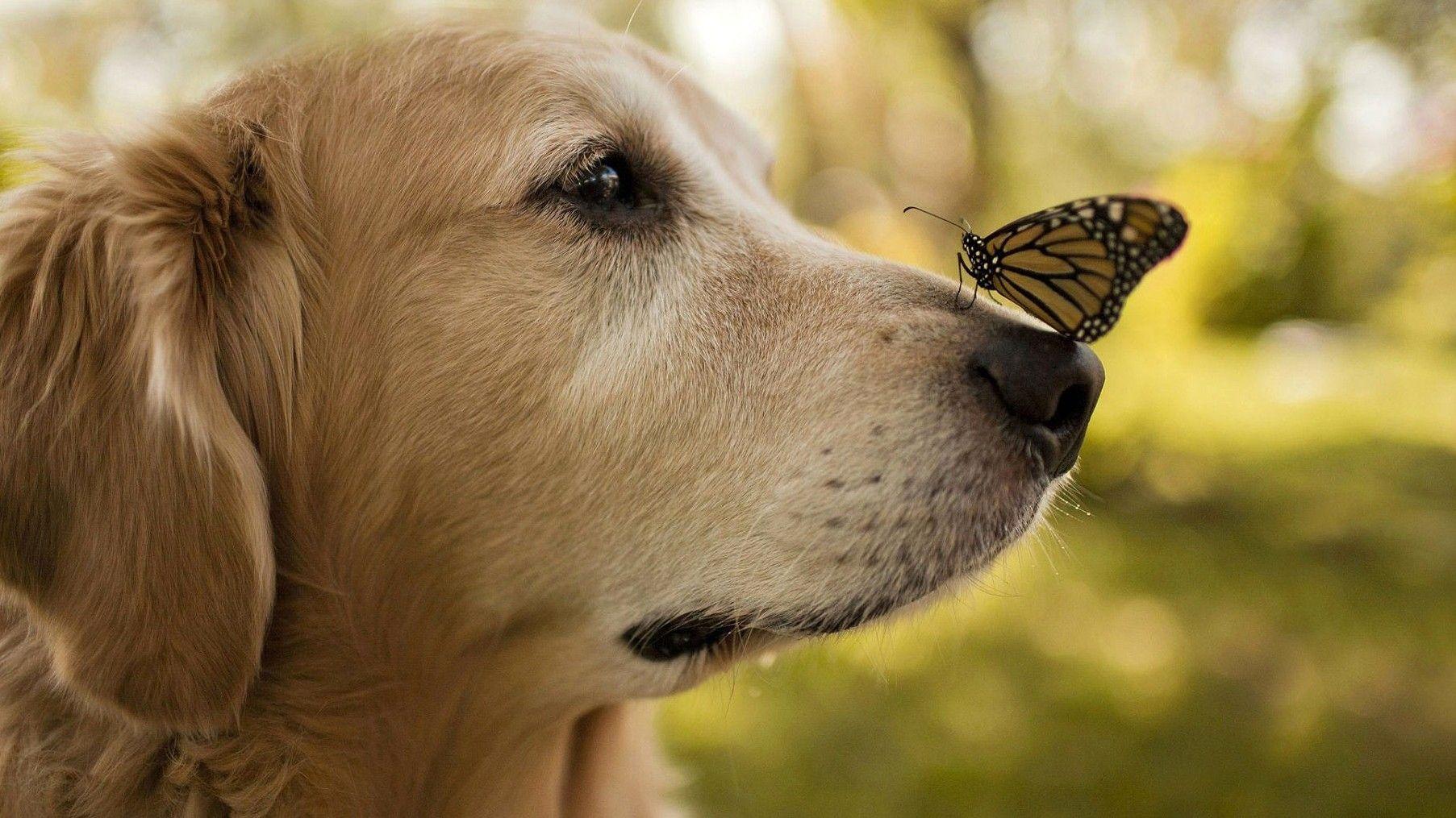 Windows Animal Wallpapers Top Free Windows Animal Backgrounds WallpaperAccess