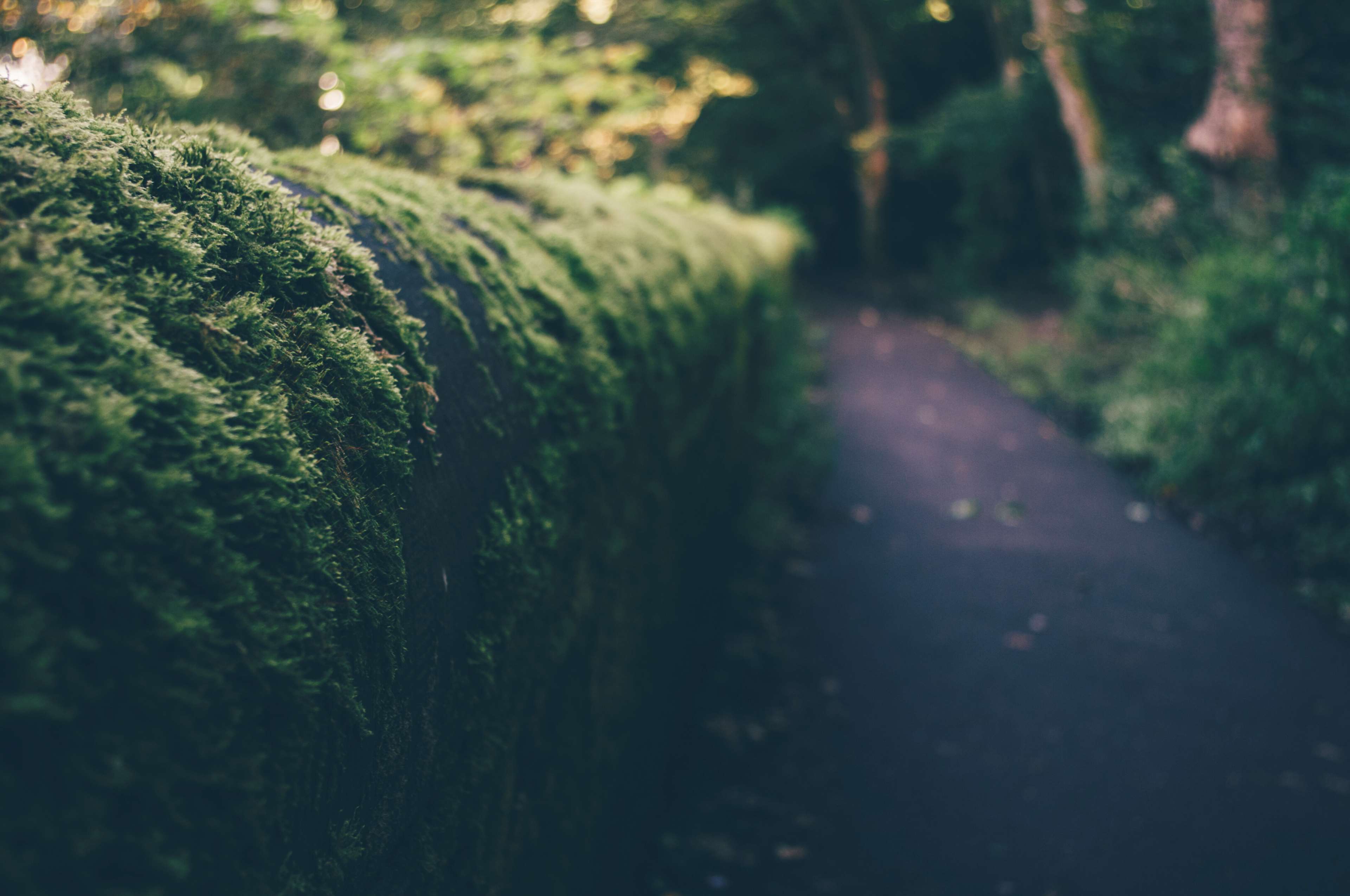 3840x2550 aleksandra boguslawska, fall, garden, green, hipster, lets get lost