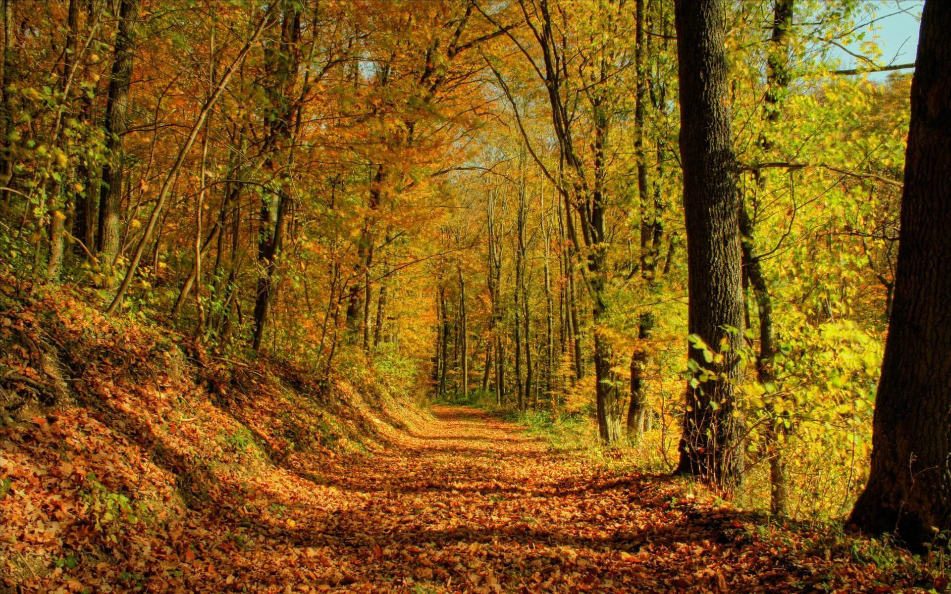 1920x1200 Download Free Autumn Wallpaper, Picture and Desktop Background. Amazing collection of Widescreen and High. Autumn landscape, Autumn scenery, Scenery wallpaper