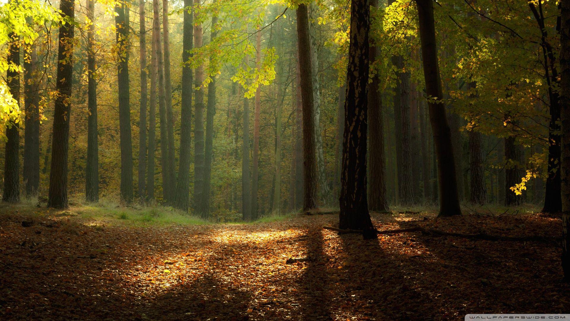 Serene Forest Wallpapers Top Free Serene Forest Backgrounds