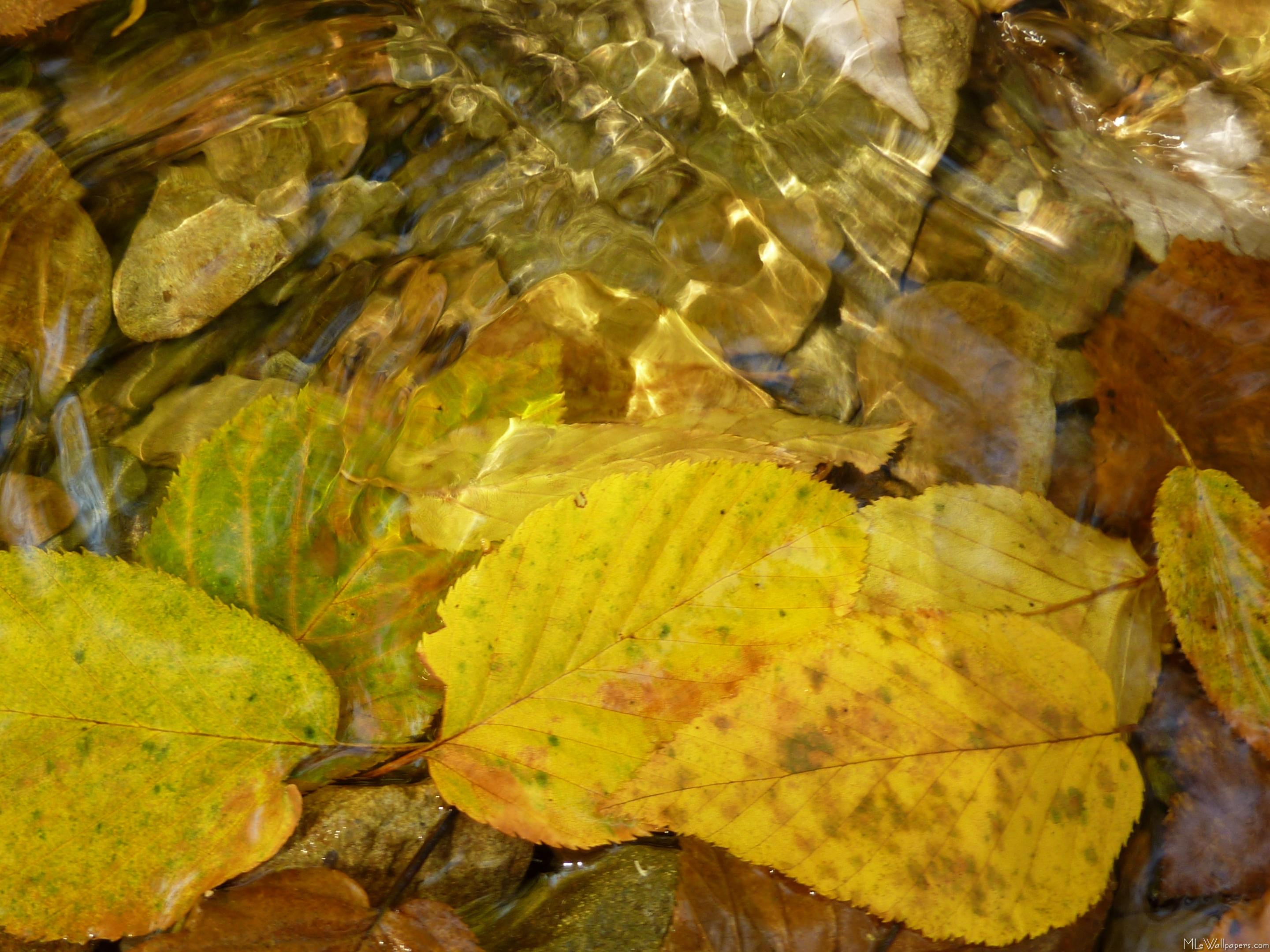 2881x2160 MLeWallpaper.com Birch Leaves in Stream
