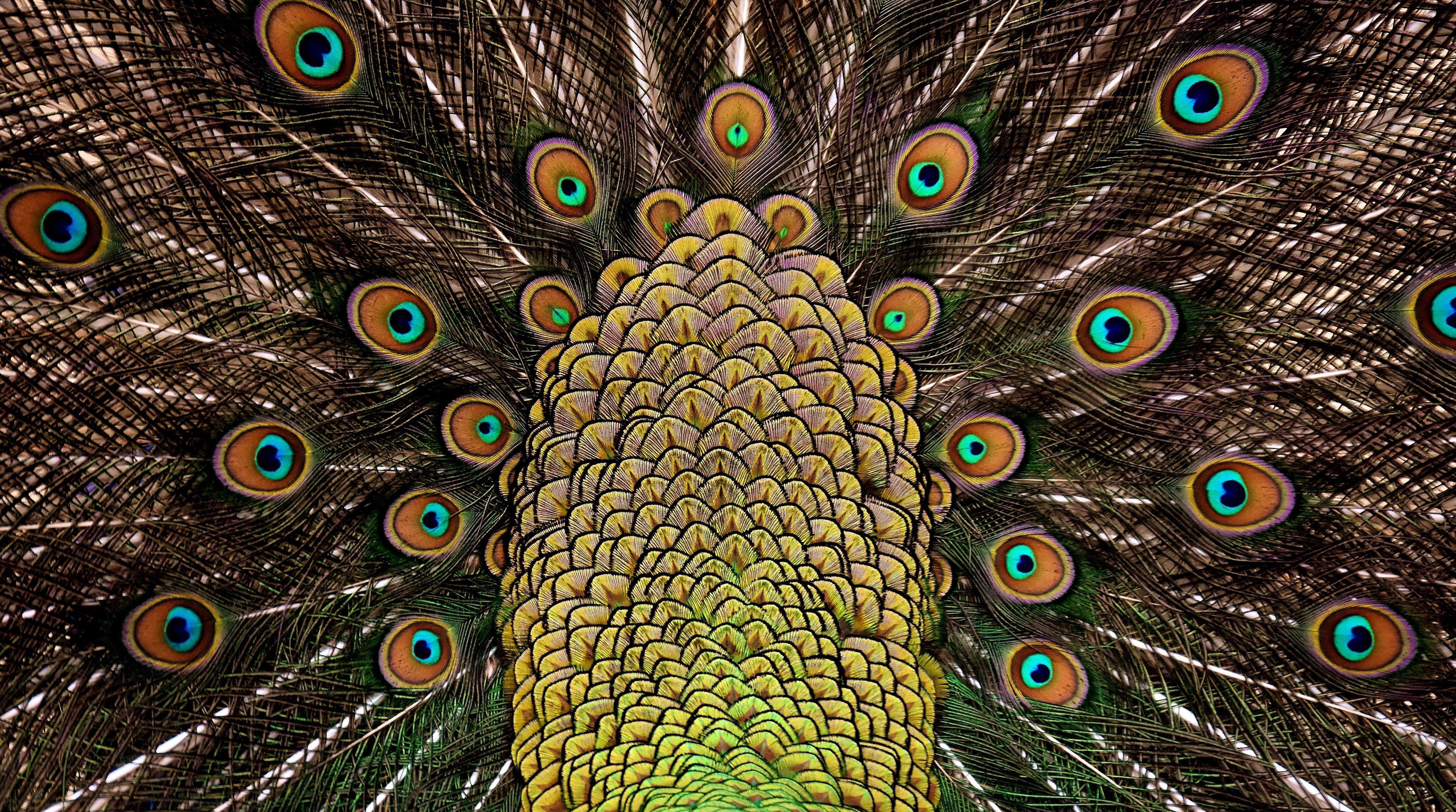 5162x2880 Peacock Feathers 4K 5K Wallpaper. HD Wallpaper Background