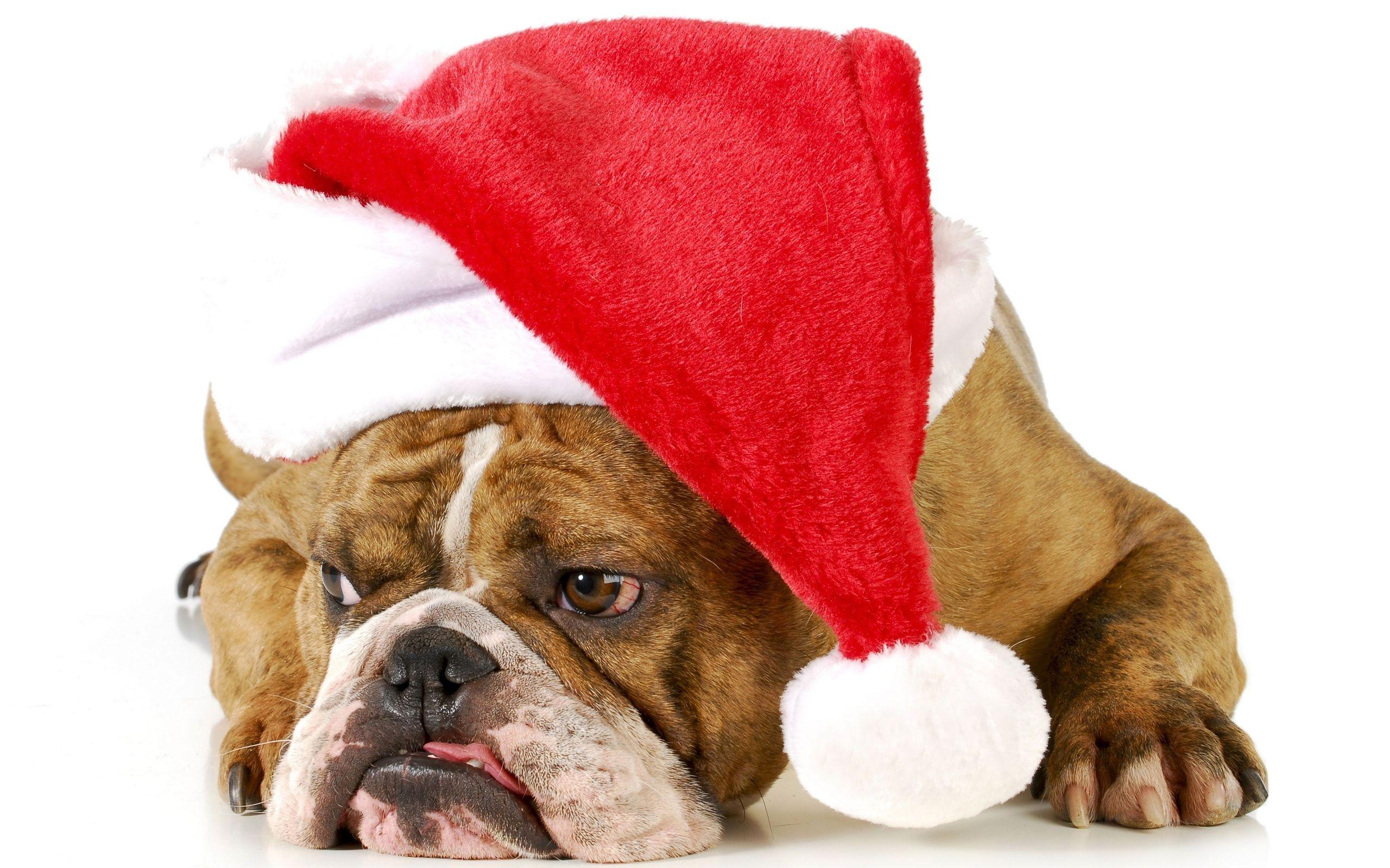 2560x1600 Christmas new year holiday dog r wallpaperx1600