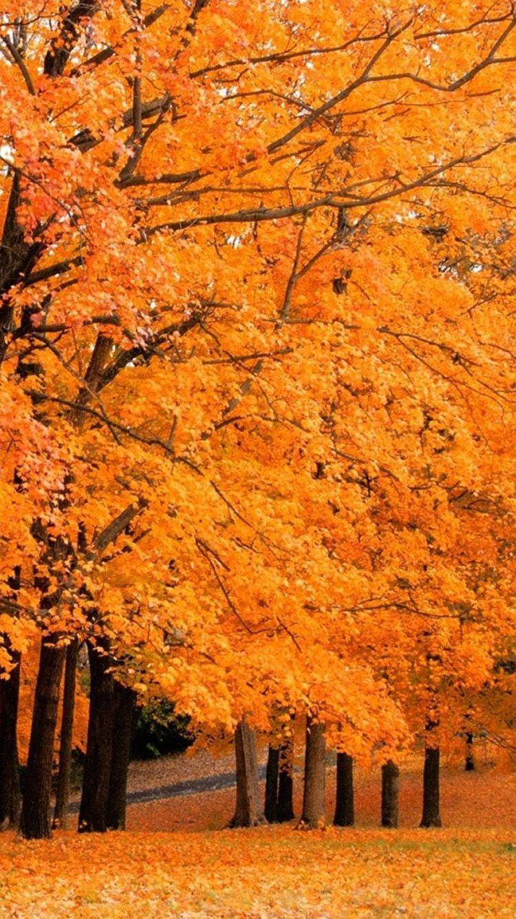 750x1334 Fall Trees Wallpaper