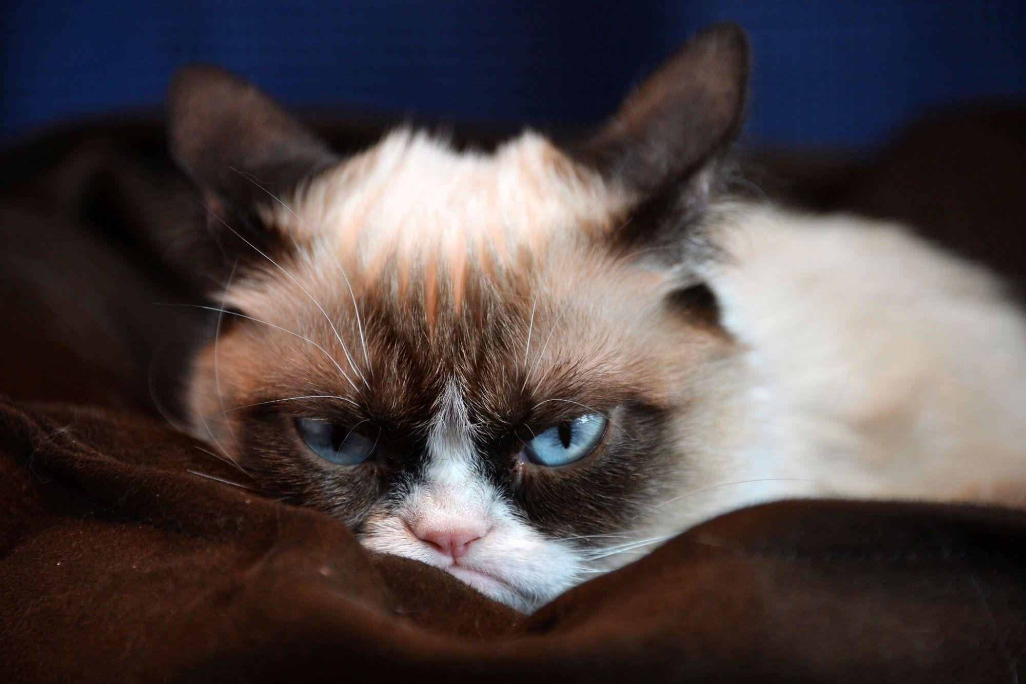 2000x1333 Grumpy Wallpaper. Grumpy Snow White Wallpaper, Work Grumpy Cat Wallpaper and Grumpy Cat Wallpaper