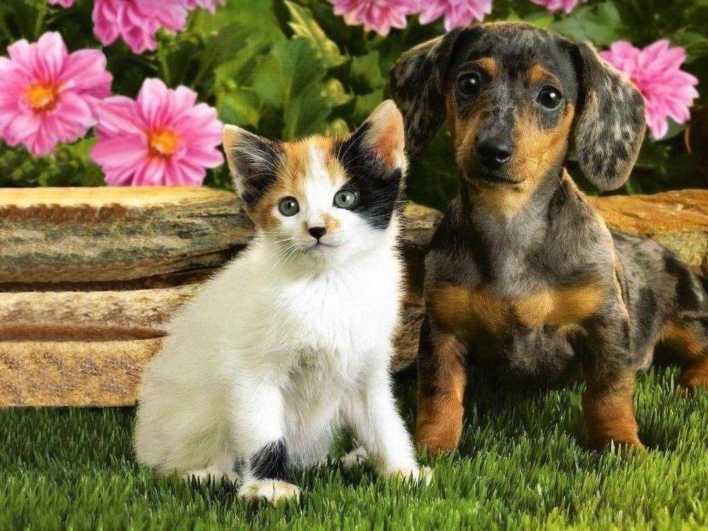1024x768 Free download Puppy With White Kitten Wallpaper Downloads Computer Dogs Wallpaper [1024x768] for your Desktop, Mobile & Tablet. Explore Kittens and Puppies Wallpaper Desktop. Free Kittens Wallpaper for Desktop