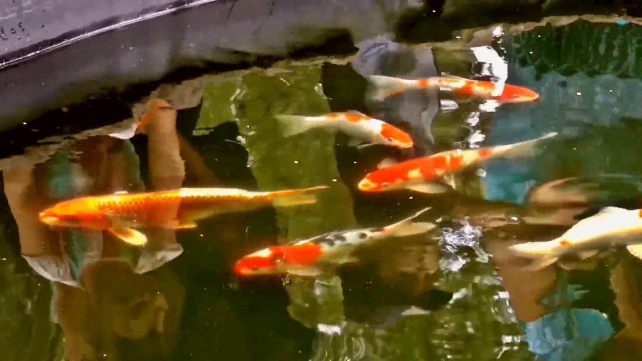 Live Koi Fish Wallpapers - Top Free Live Koi Fish Backgrounds