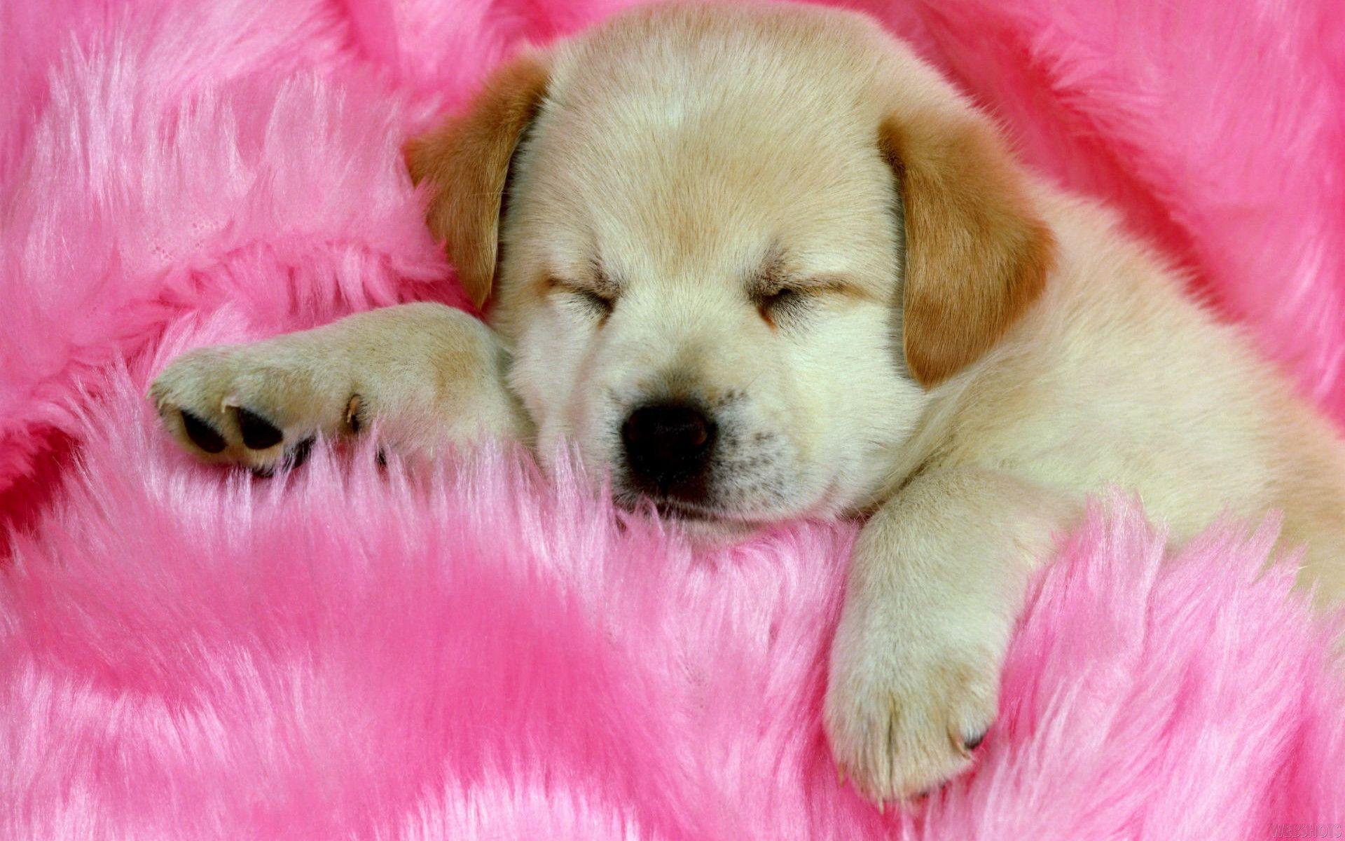 1920x1200 Free download Valentines Day Dog Wallpaper - [1920x1200] for your Desktop, Mobile & Tablet. Explore Valentine Cat Wallpaper Free. Valentine Cat Wallpaper Free, Cat Valentine Wallpaper, Grumpy Cat Valentine Wallpaper