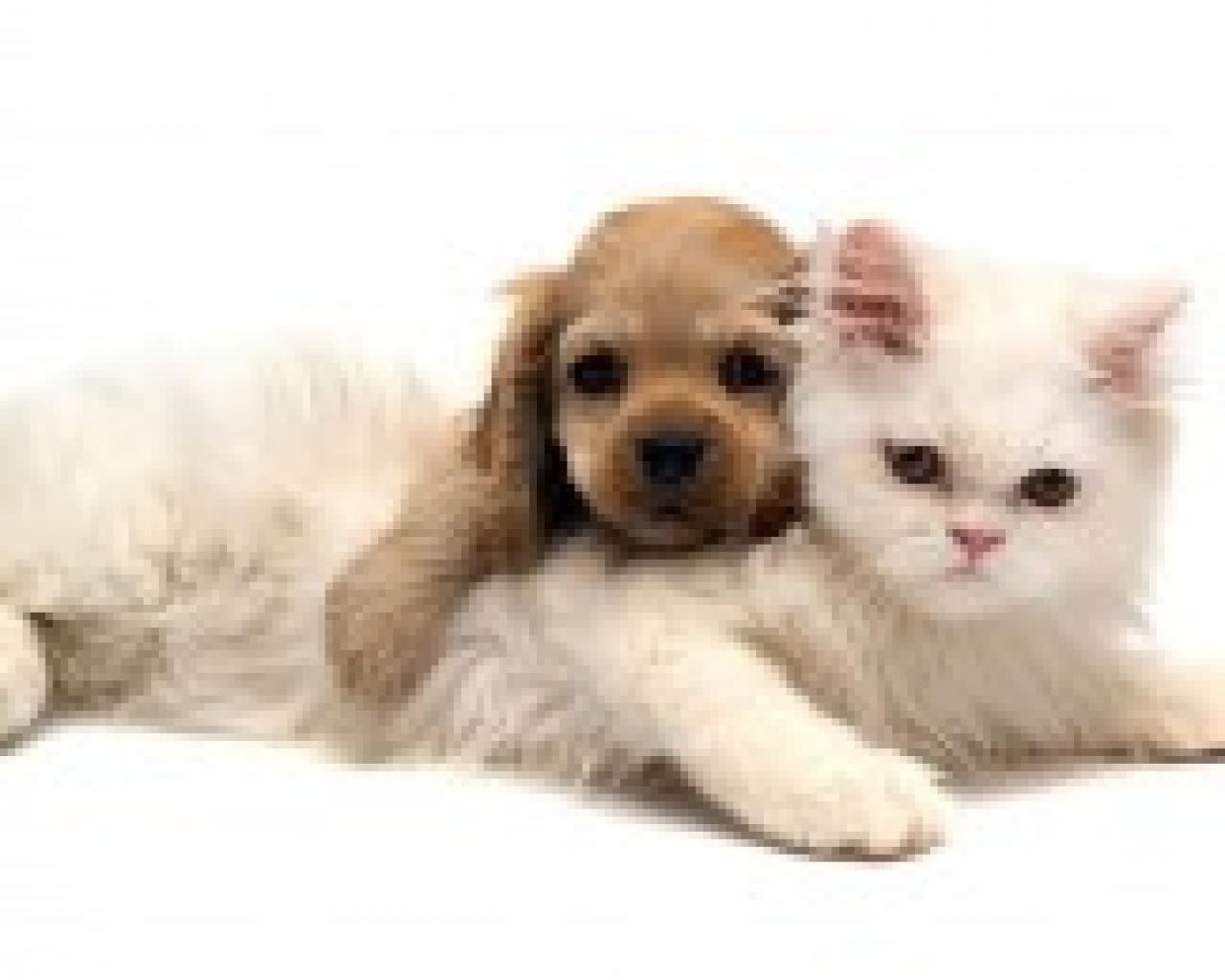 1280x1024 Cat Love Wallpaper