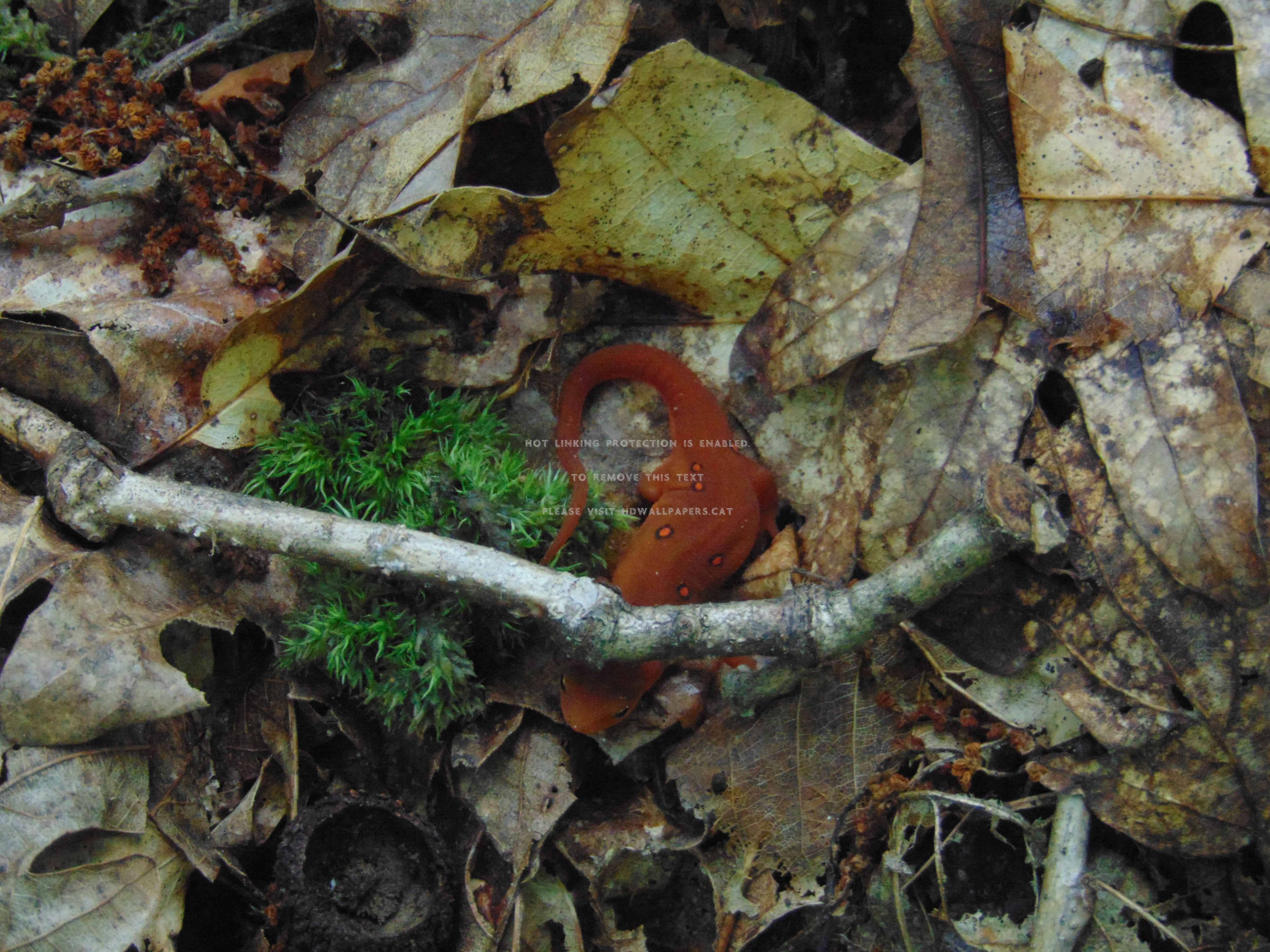 5152x3864 the eastern red newt west virginia found