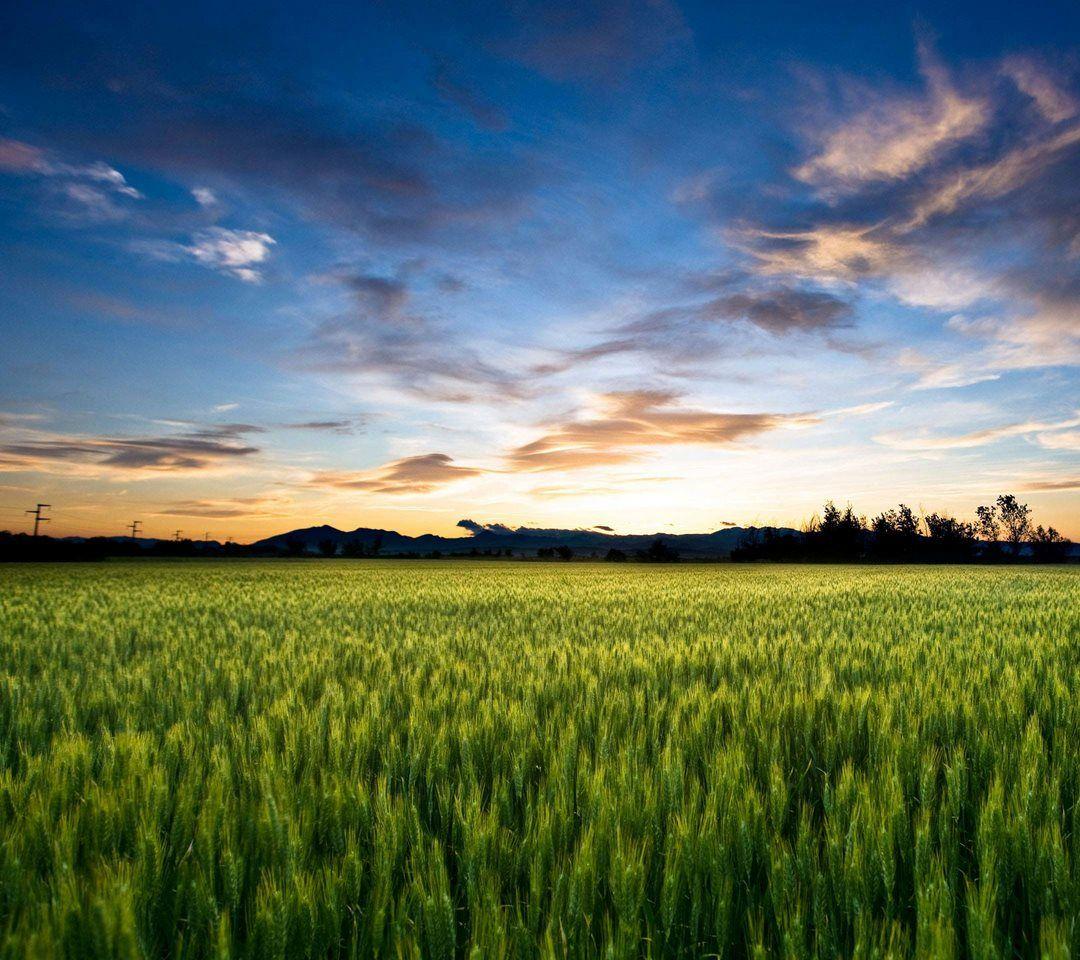 1080x960 Background HD Wallpaper