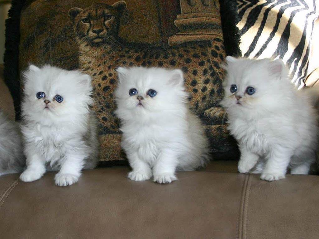 1024x768 land of latest wallpaper: persian kitten