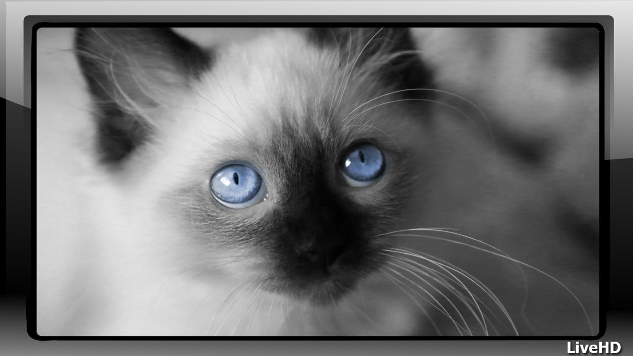 1280x720 Siamese Cat Wallpaper for Android