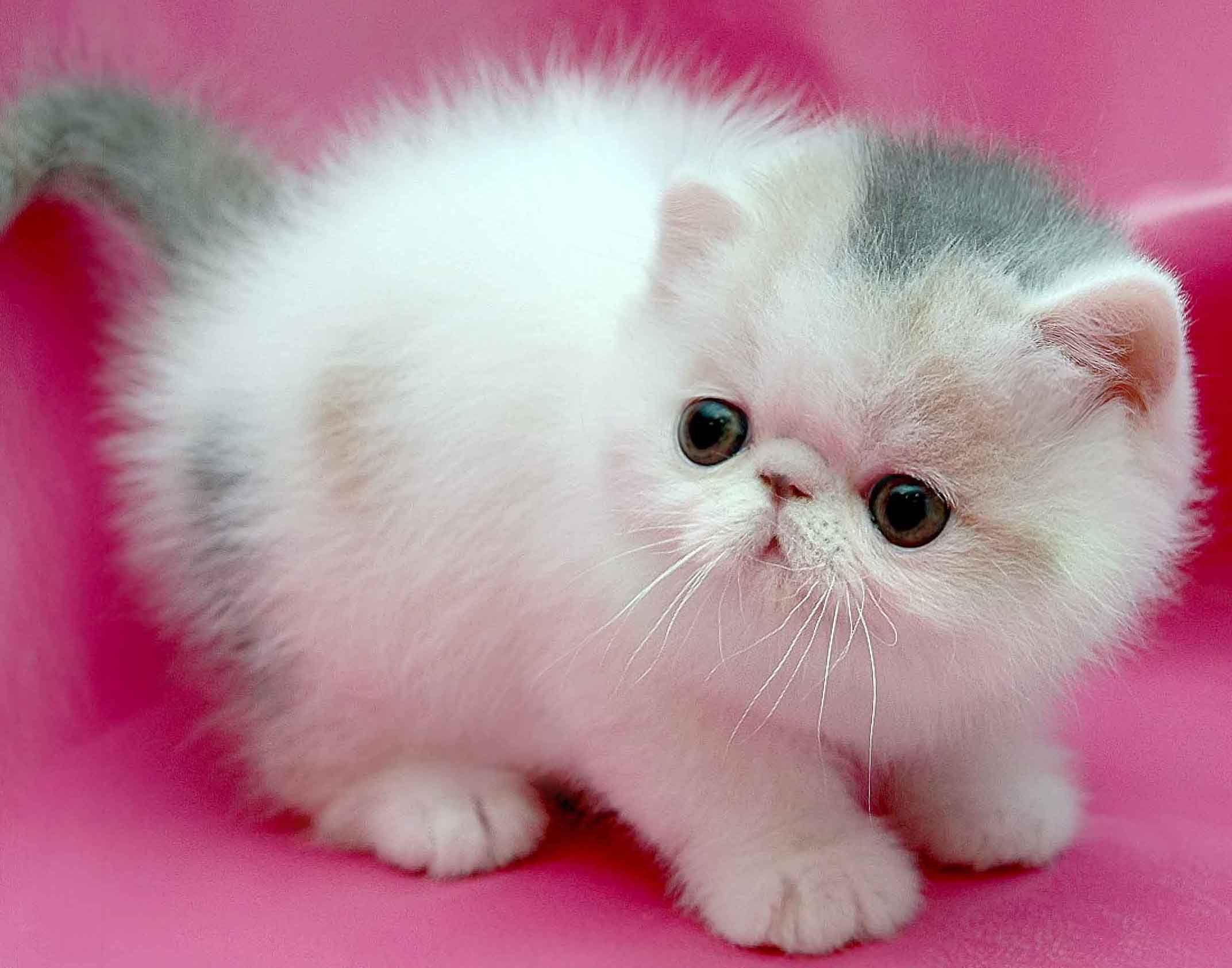 Persian Kitten Wallpapers - Top Free Persian Kitten Backgrounds ...