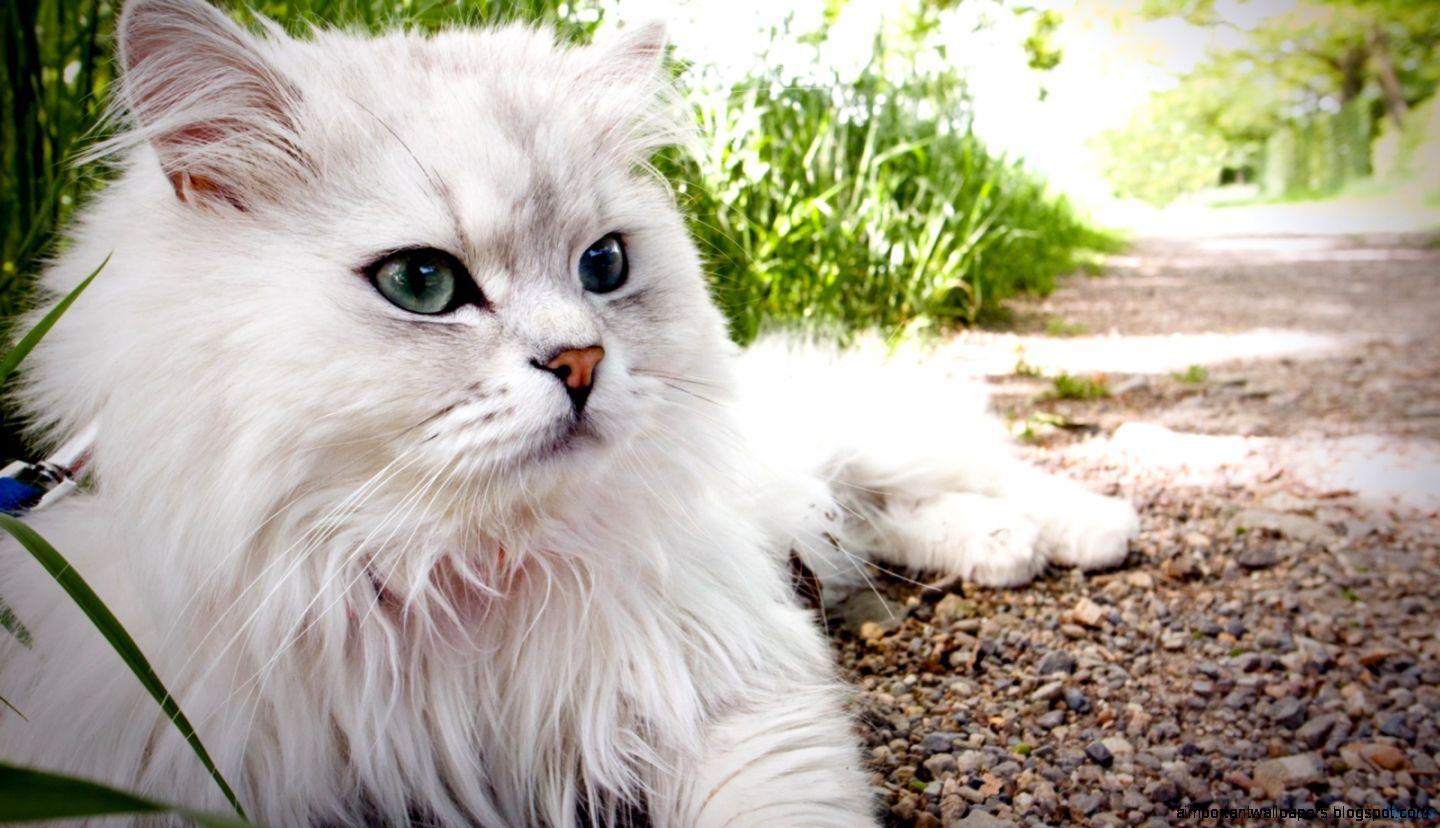 1440x828 Persian Kitten Wallpaper