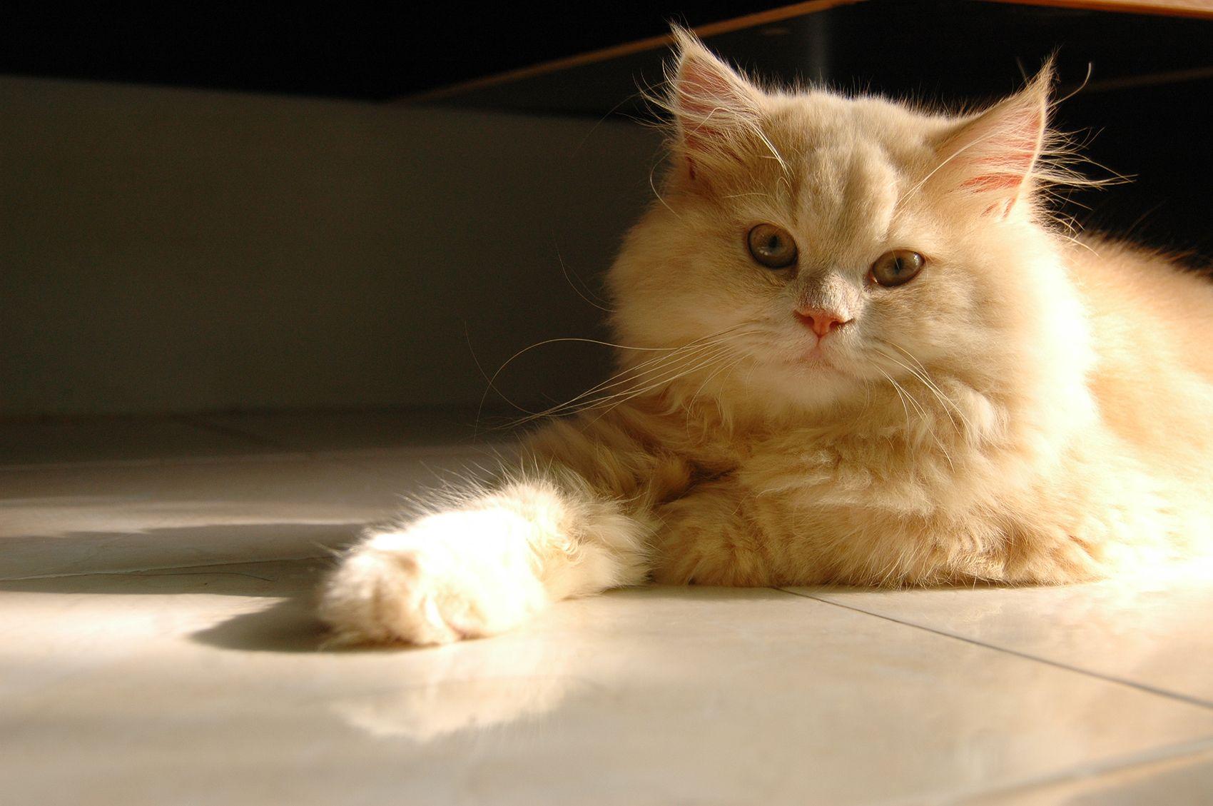 1700x1129 persian cat HD wallpaper cool desktop widescreen image persian cat 352 - Persian Cat HD Wallpaper
