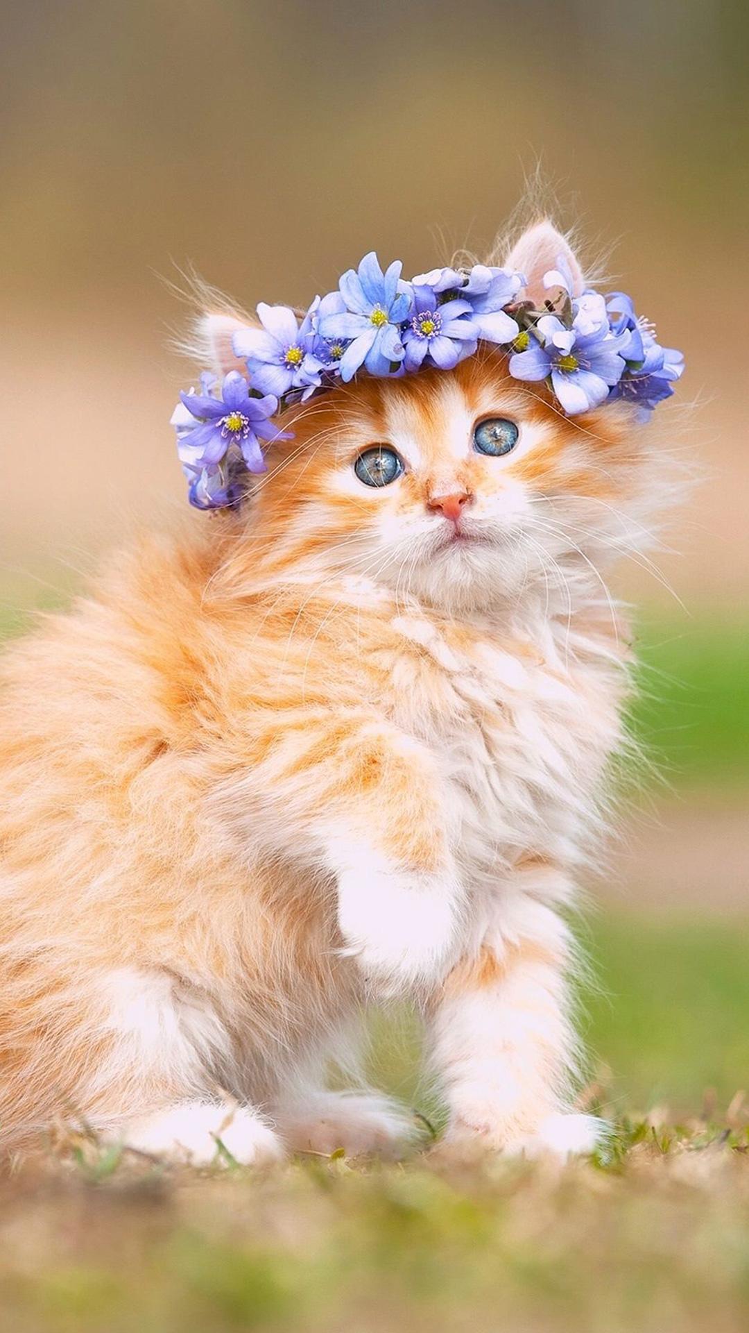 1080x1920 Maine Coon (Kitten, Cute, Fluffy) HD Cat Wallpaper
