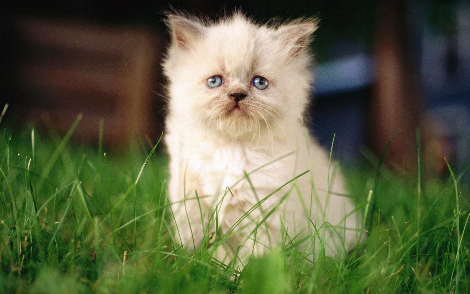 1920x1200 Cute Persian Kitten HD Wallpaper