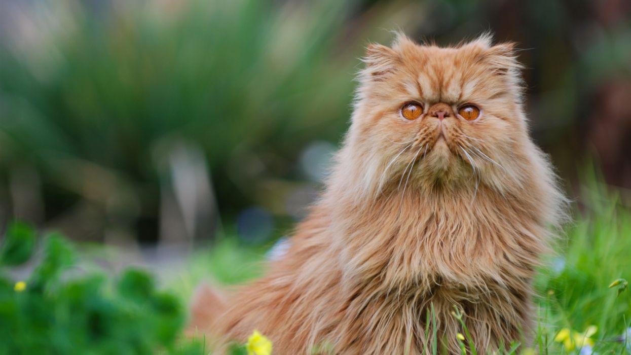 1245x700 Persian cat furry kitten animals wallpaperx1080