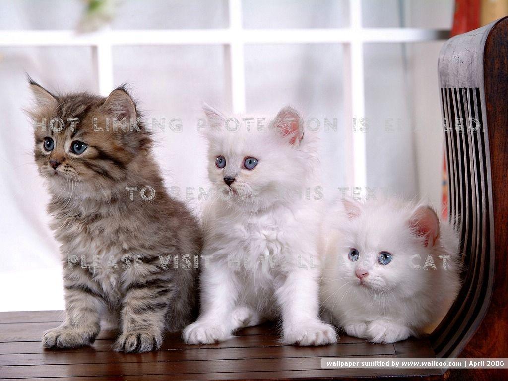 1024x768 cute persian kittens cats animals