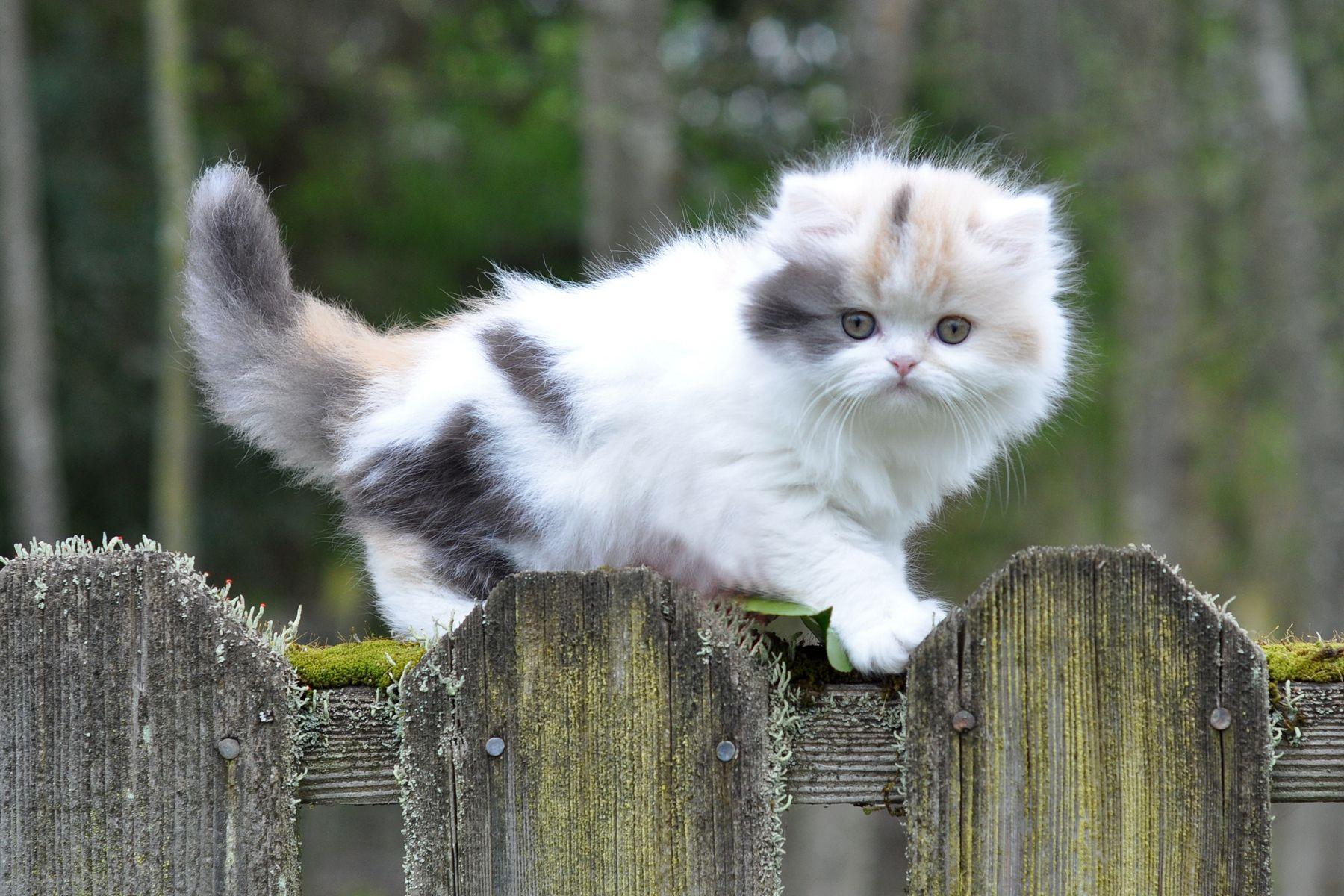 1800x1200 Munchkin Wallpaper. Munchkin Wizard of Oz Wallpaper, Munchkin Wallpaper and Wallpaper Cute Munchkin Kitties