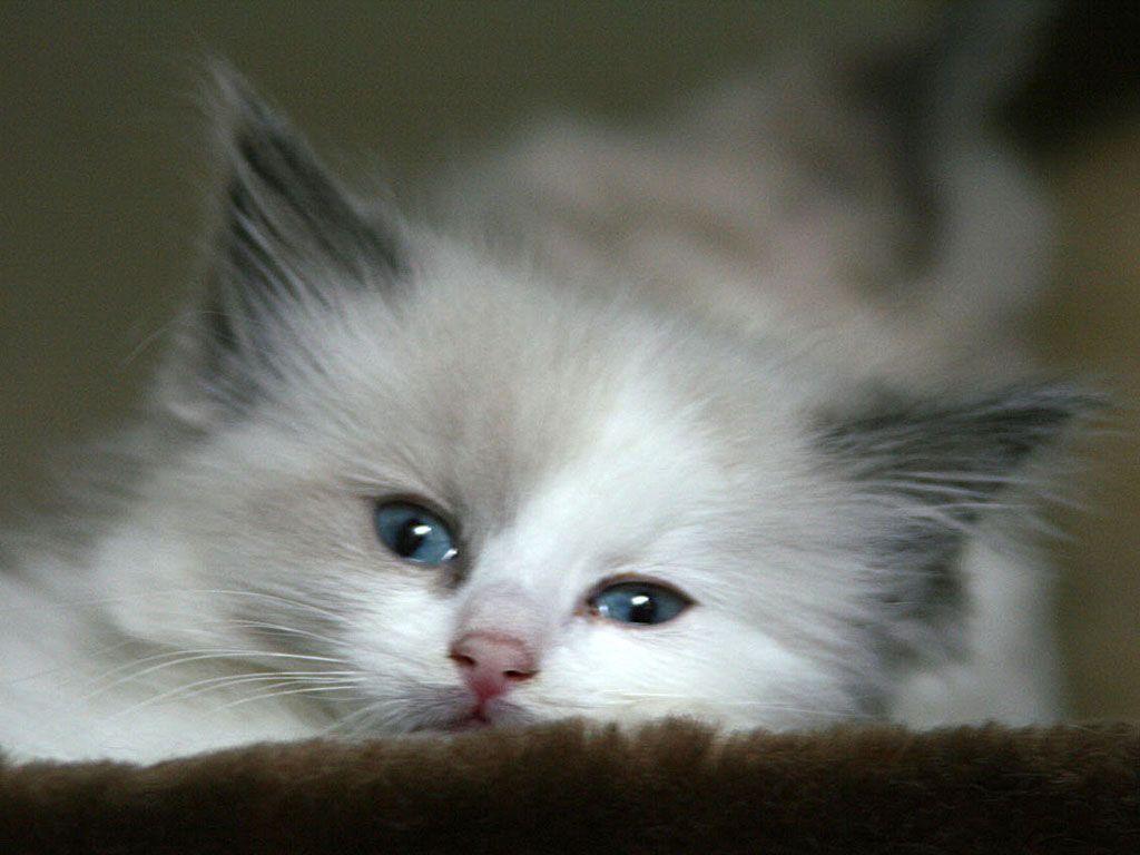 1024x768 Persian Cat Wallpaper Kitten HD Wallpaper