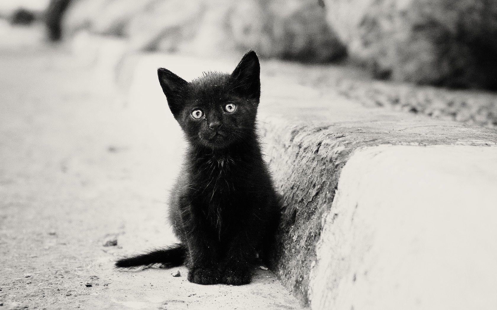1680x1050 Cute Black And White Kitten Wallpaper. All HD Wallpaper Gallery