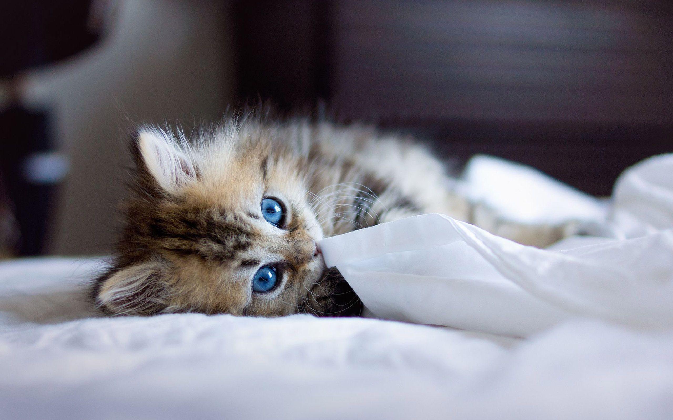 2560x1600 Kitten Wallpaper High Resolution Free Download > SubWallpaper