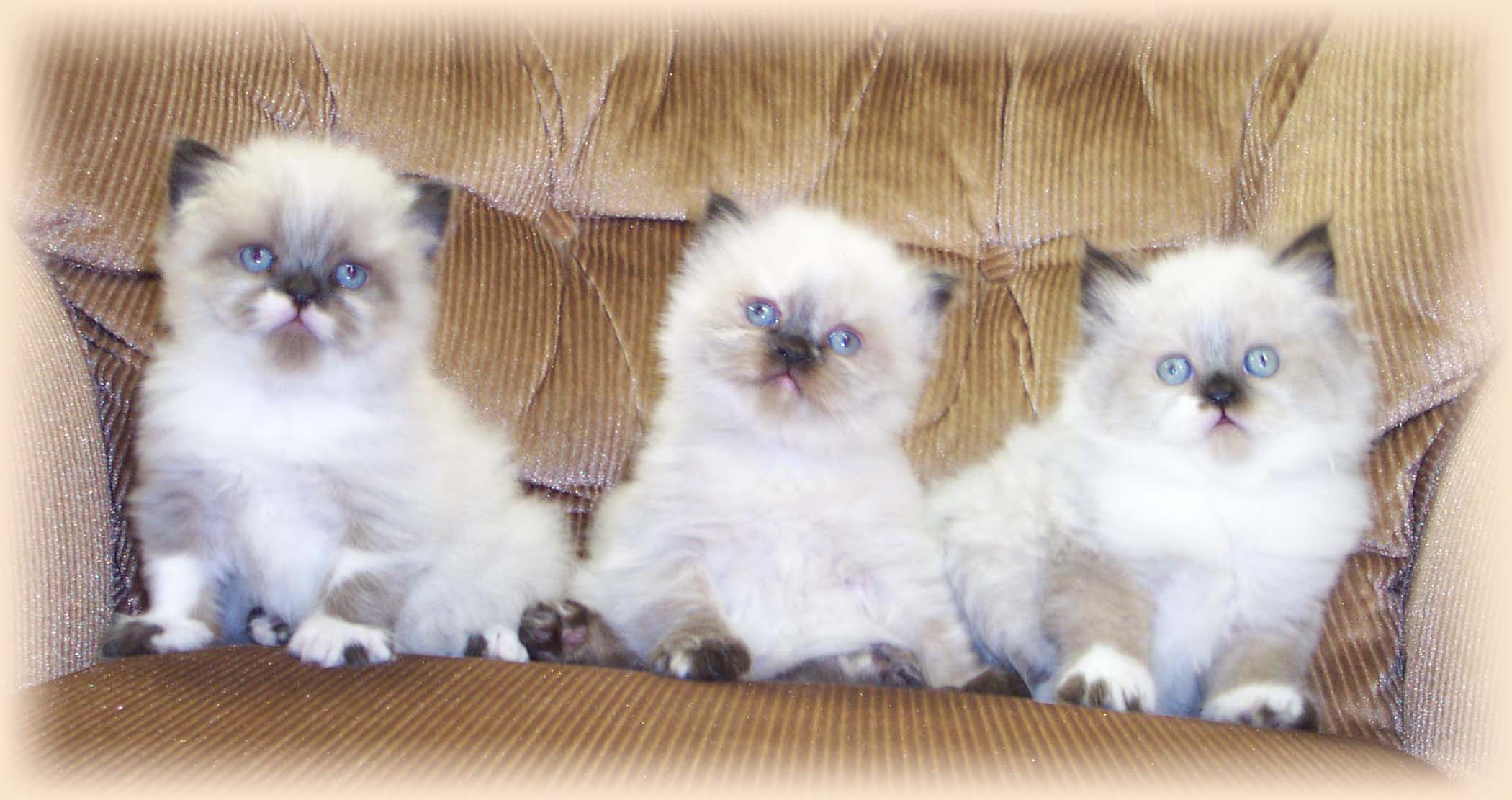 2100x1111 Himalayan Colorpoint Persian Kittens Photo And Wallpaper. Beautiful Himalayan Colorpoint Persian Kittens Picture