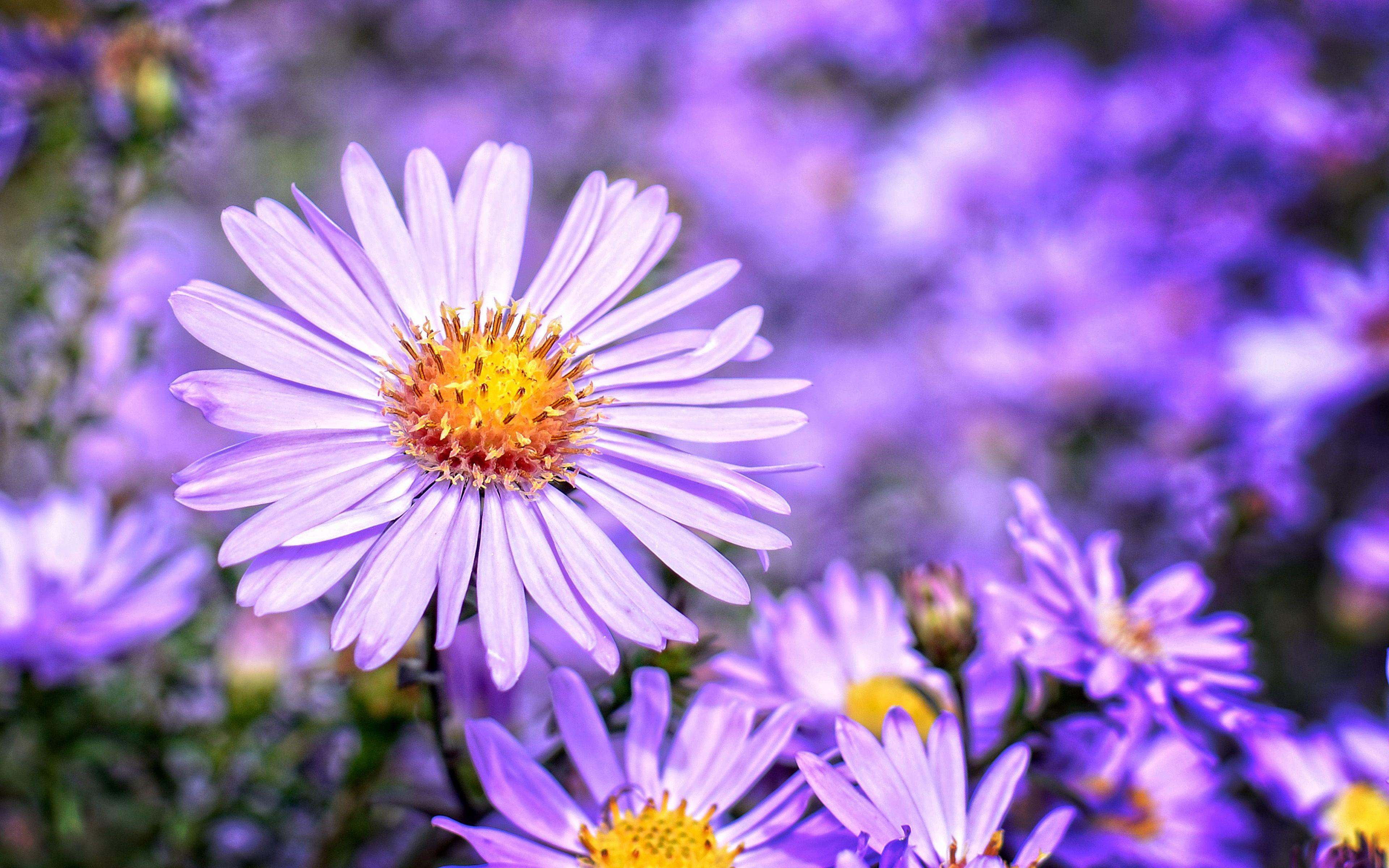 3840x2400 Aster September Birth Flower Blossom Plant Flower Purple Petal Bloom 4k Ultra HD Desktop Wallpaper For Computers Laptop Mobile Phones And Tablet 3840x2400 :