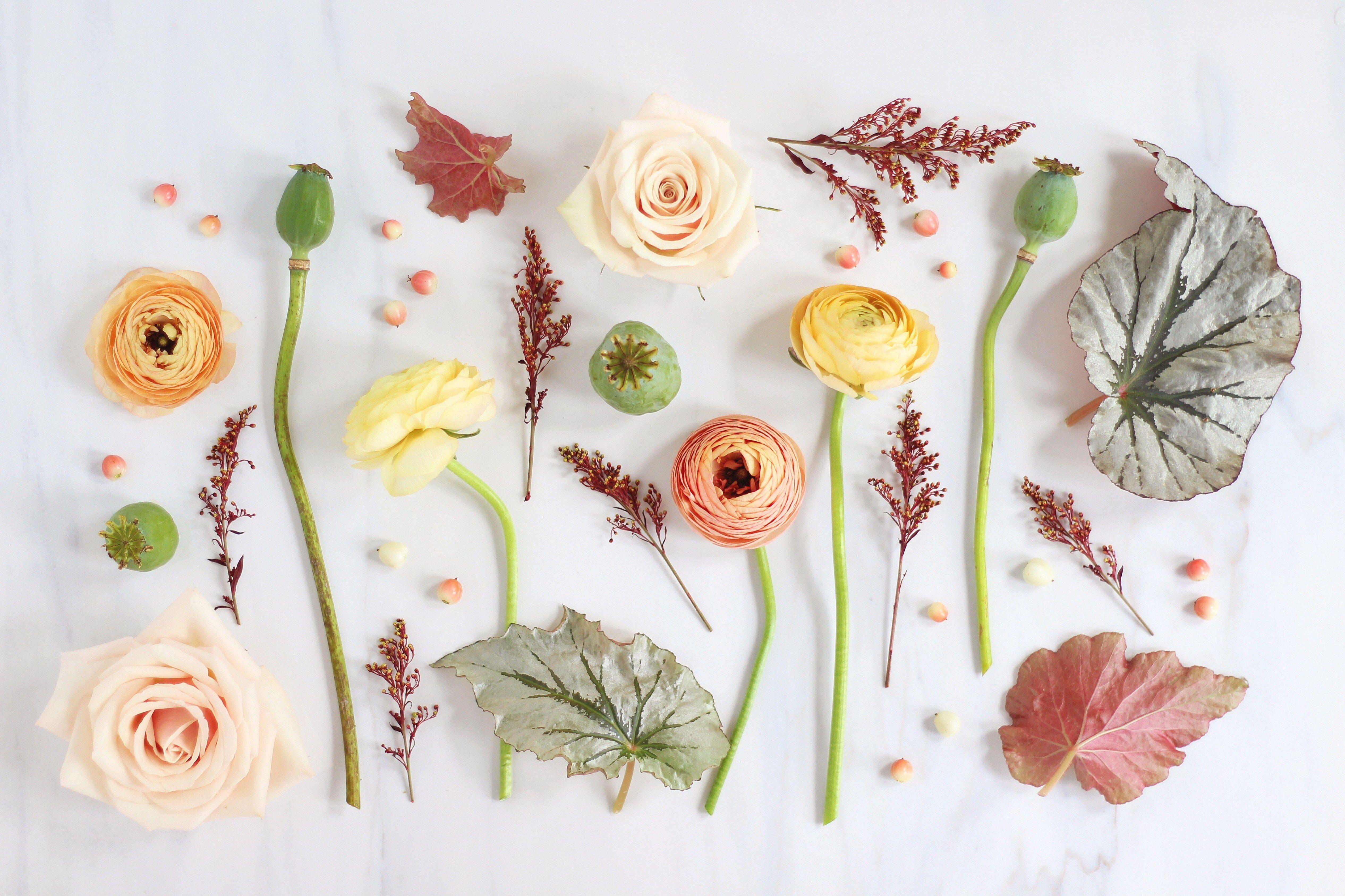 5064x3374 DIGITAL BLOOMS SEPTEMBER 2017. FREE DESKTOP WALLPAPERS. Flower desktop wallpaper, Desktop wallpaper art, Free desktop wallpaper