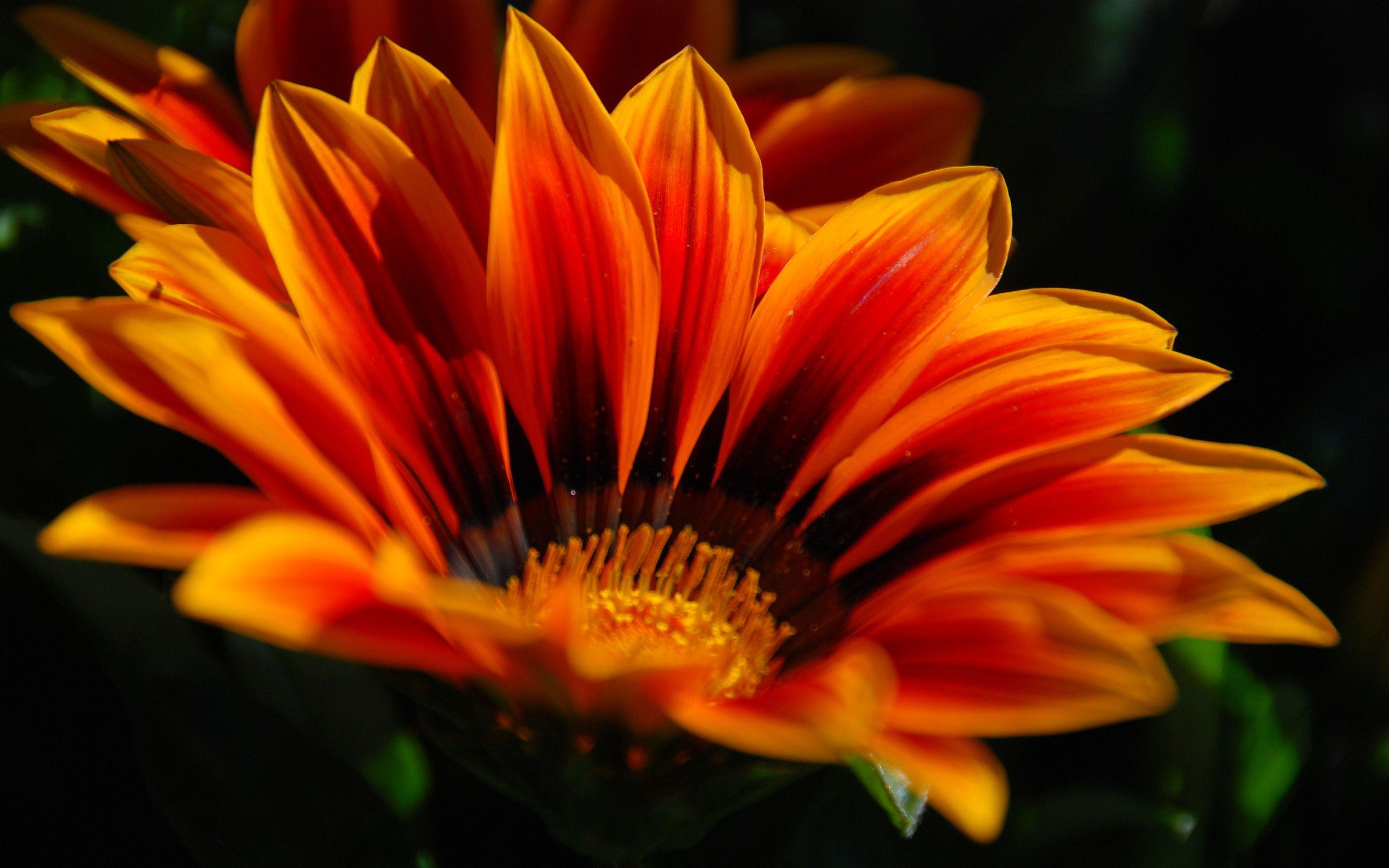 2880x1800 Orange Flower wallpaperx1800