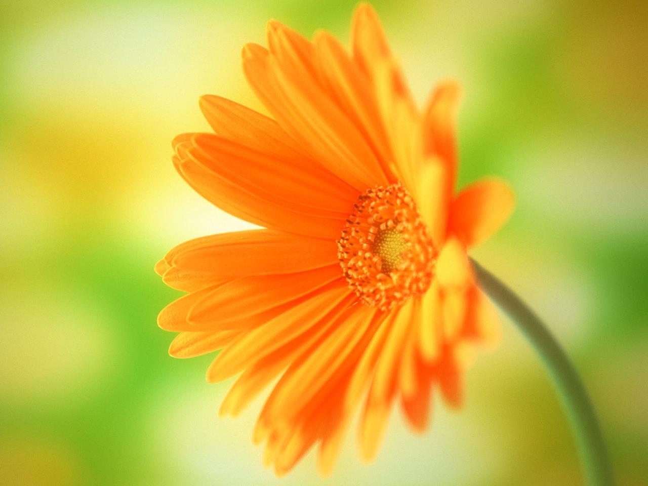 1280x960 Orange Flower Wallpaper Background Desktop
