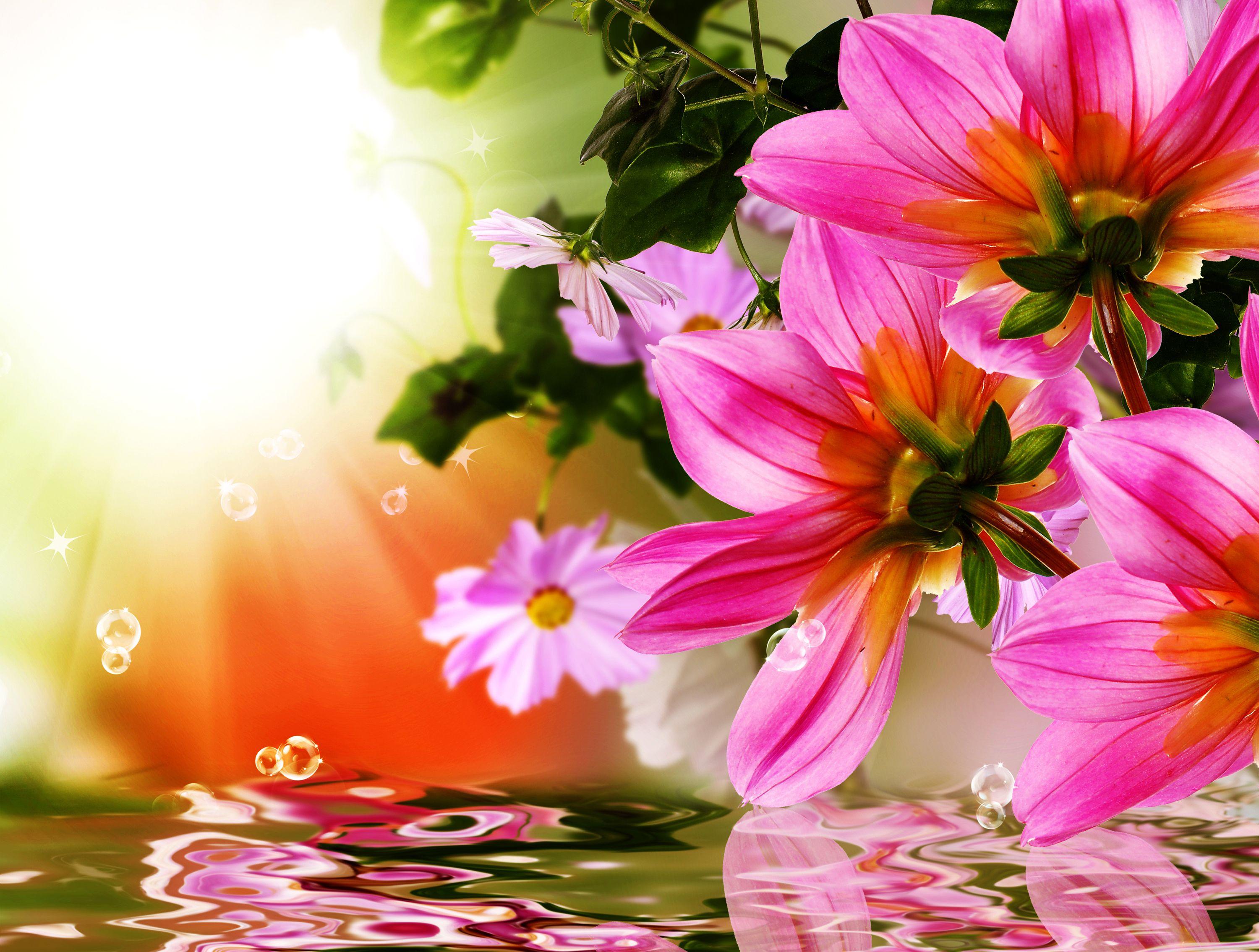 3000x2268 Artistic Collage Flower Spring Water Reflection Pink Flower Wallpaper:3000x2268