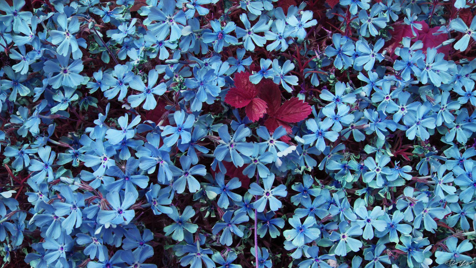 1920x1080 Free download wallpaper flowers blue 1920x1080 [1920x1080] for your Desktop, Mobile & Tablet. Explore Blue Flower Wallpaper Background. Free Pink Flower Wallpaper, Flower Wallpaper for Walls, Blue Wallpaper with White Flowers