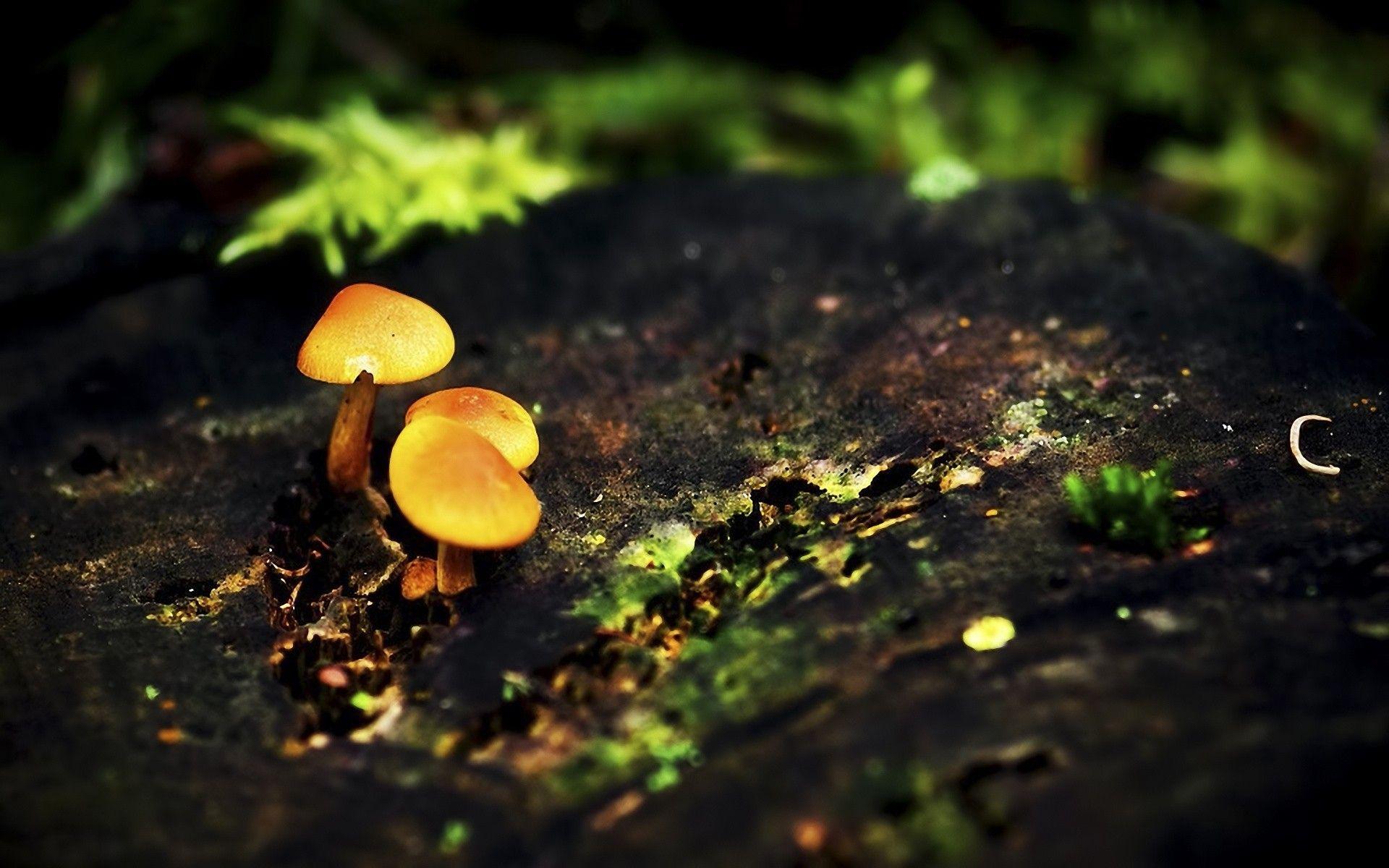 1920x1200 Fungus Wallpaper. Fungus Wallpaper, Fungus Amongus Incubus Wallpaper and Fungus Spore Wallpaper