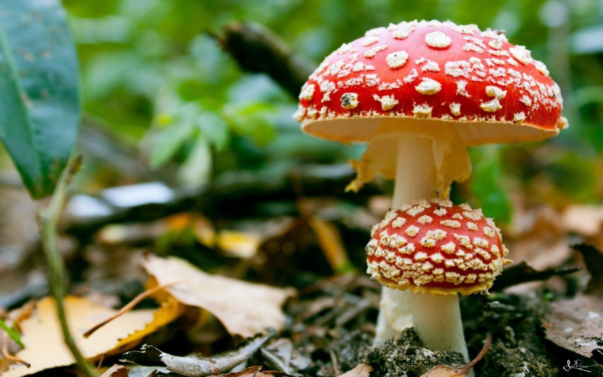 1920x1200 1920x1200px Fungus (435.17 KB).06.2015